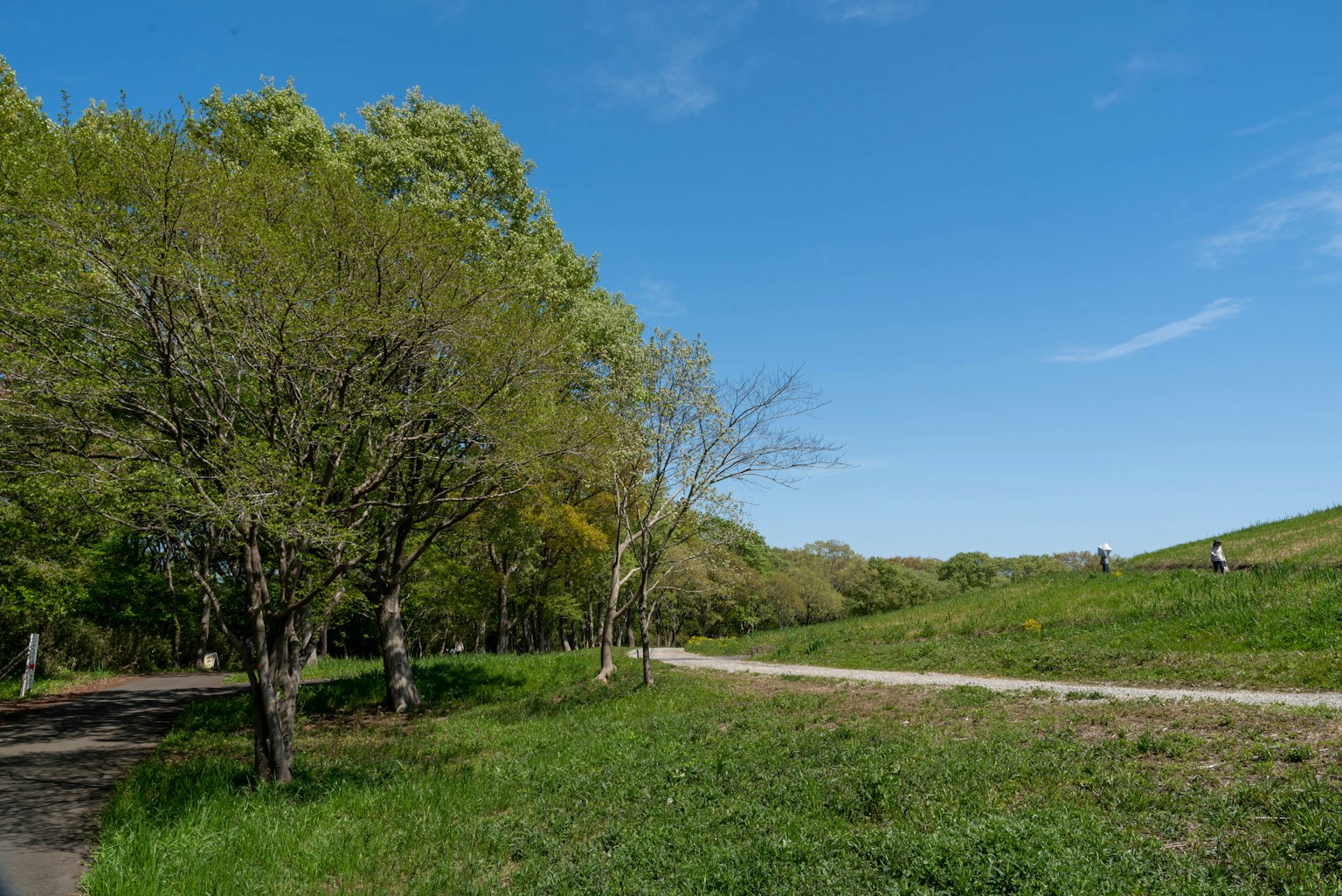 Cảnh quan tuyệt đẹp của cây xanh và cỏ dưới bầu trời xanh