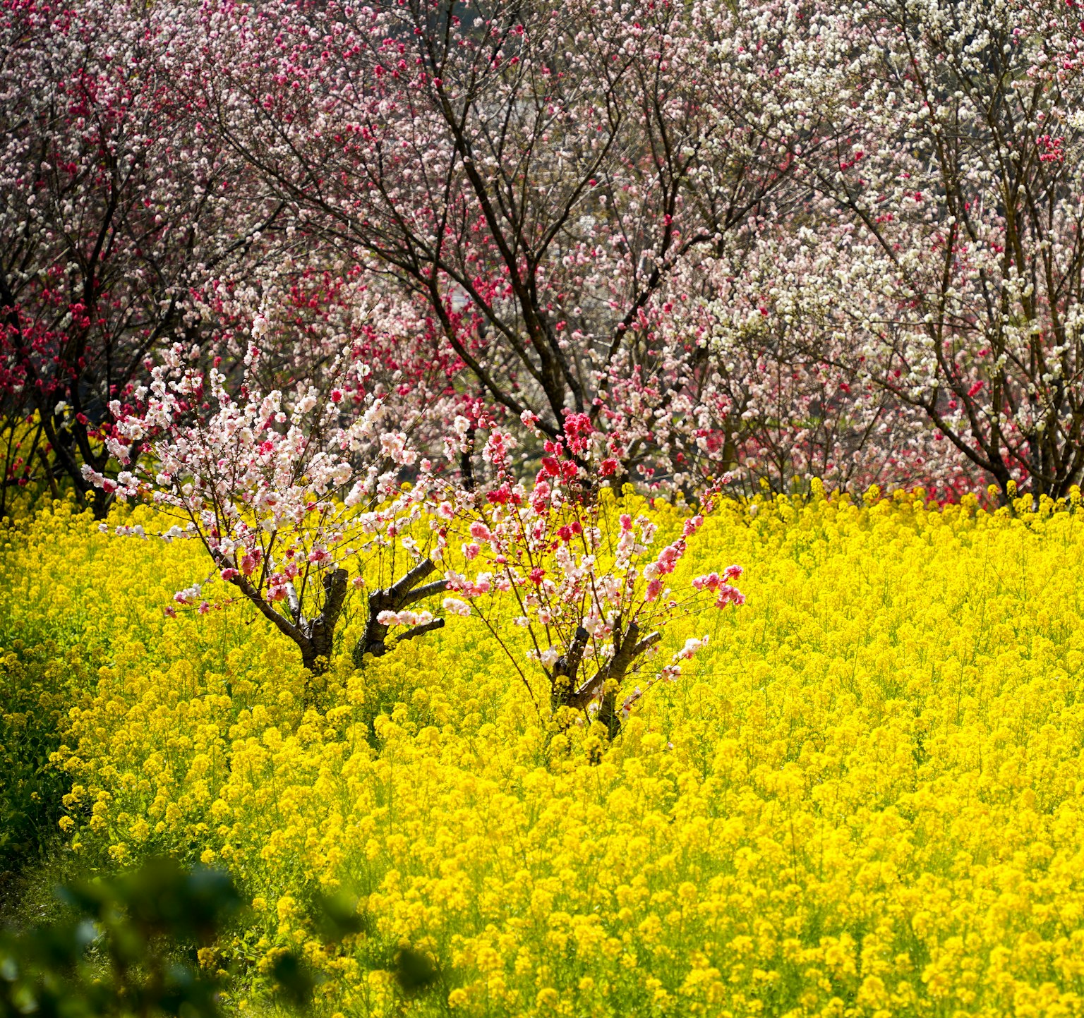 Ein lebhaftes Feld mit gelben Blumen und im Hintergrund blühenden rosa und weißen Kirschbäumen
