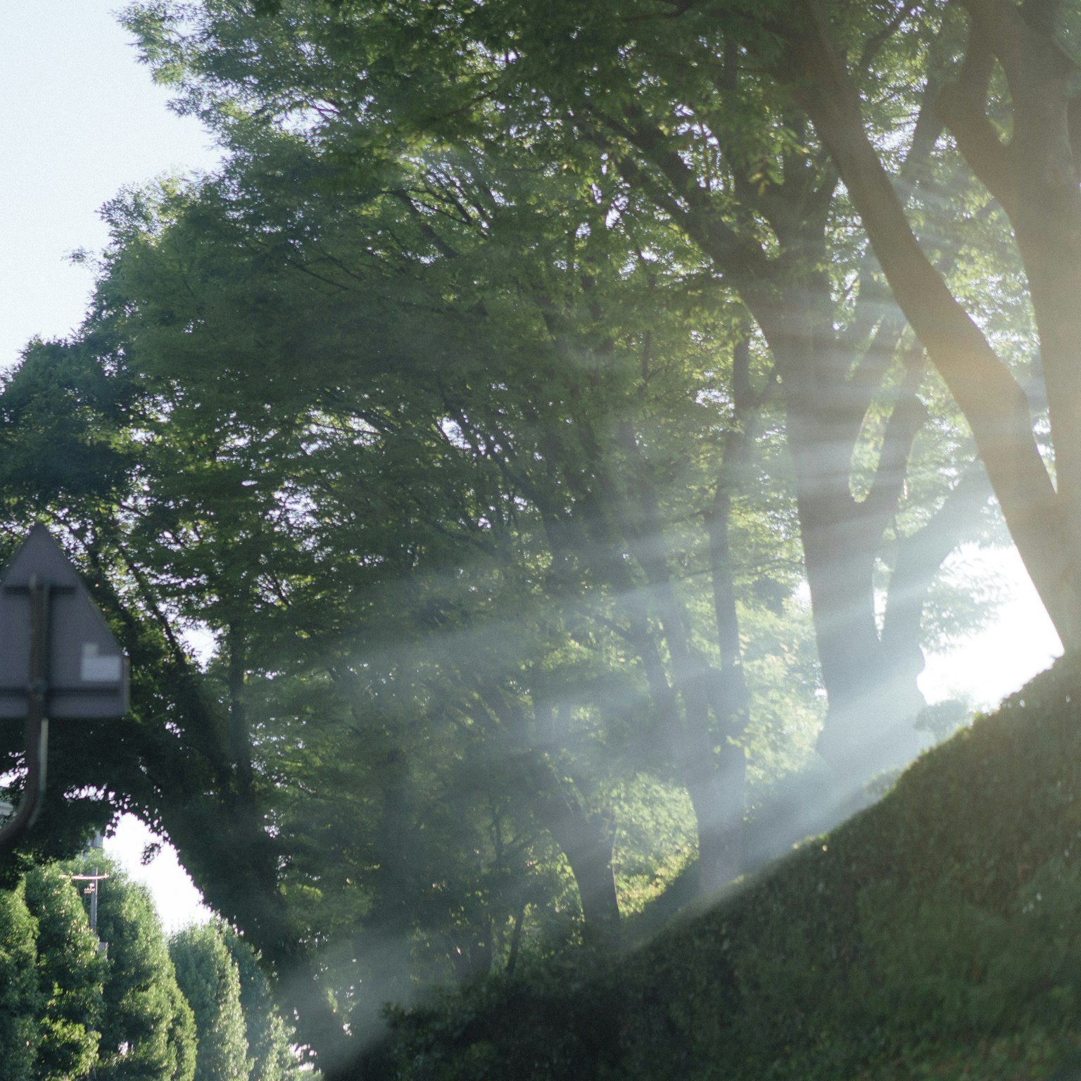 阳光透过树木洒下，营造宁静氛围