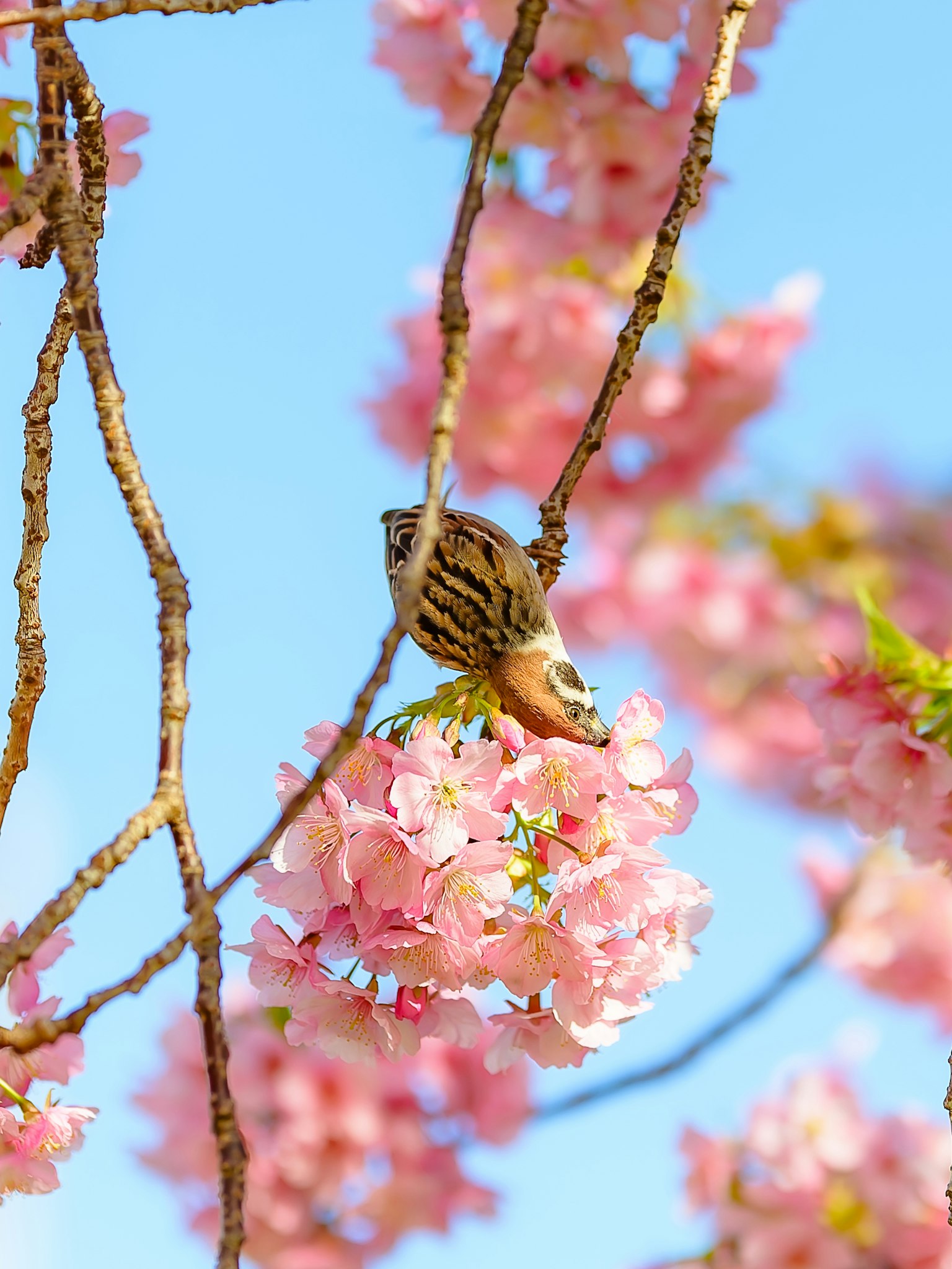 A small bird perched on a cherry blossom branch against a blue sky