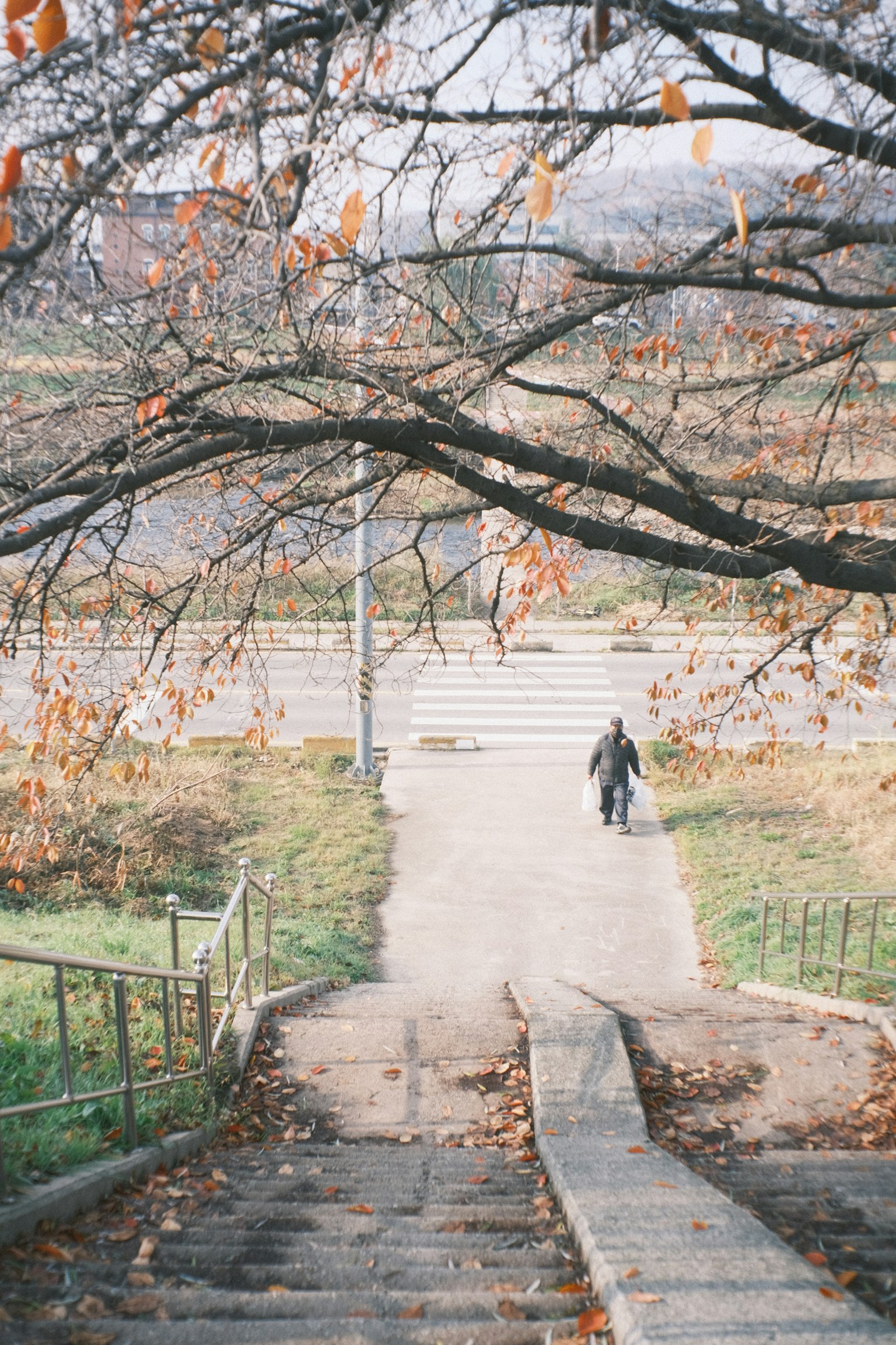 Une personne descendant un escalier entouré d'arbres d'automne
