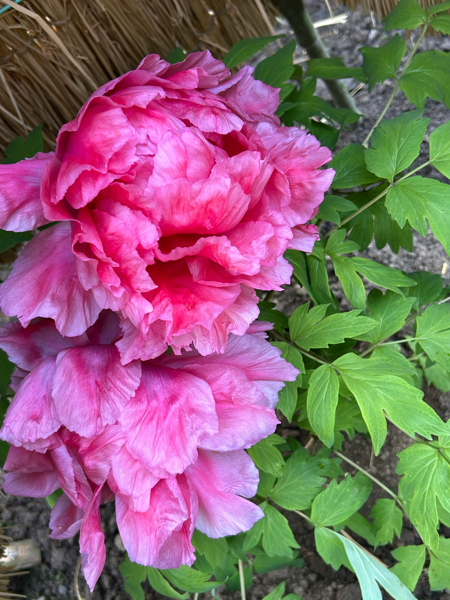 Fiori rosa vivaci circondati da foglie verdi