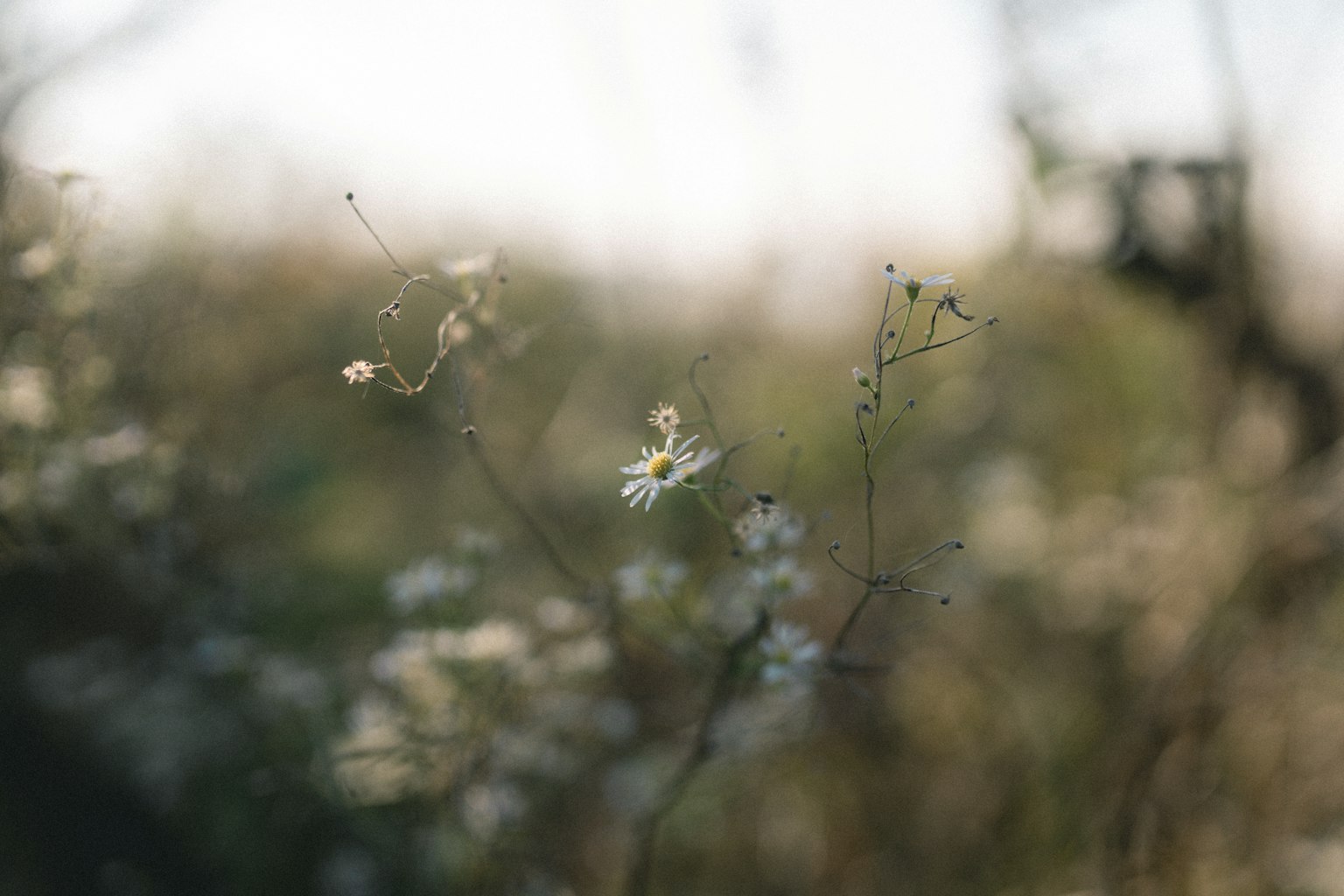 Weicher Hintergrund mit verstreuten kleinen weißen Blumen