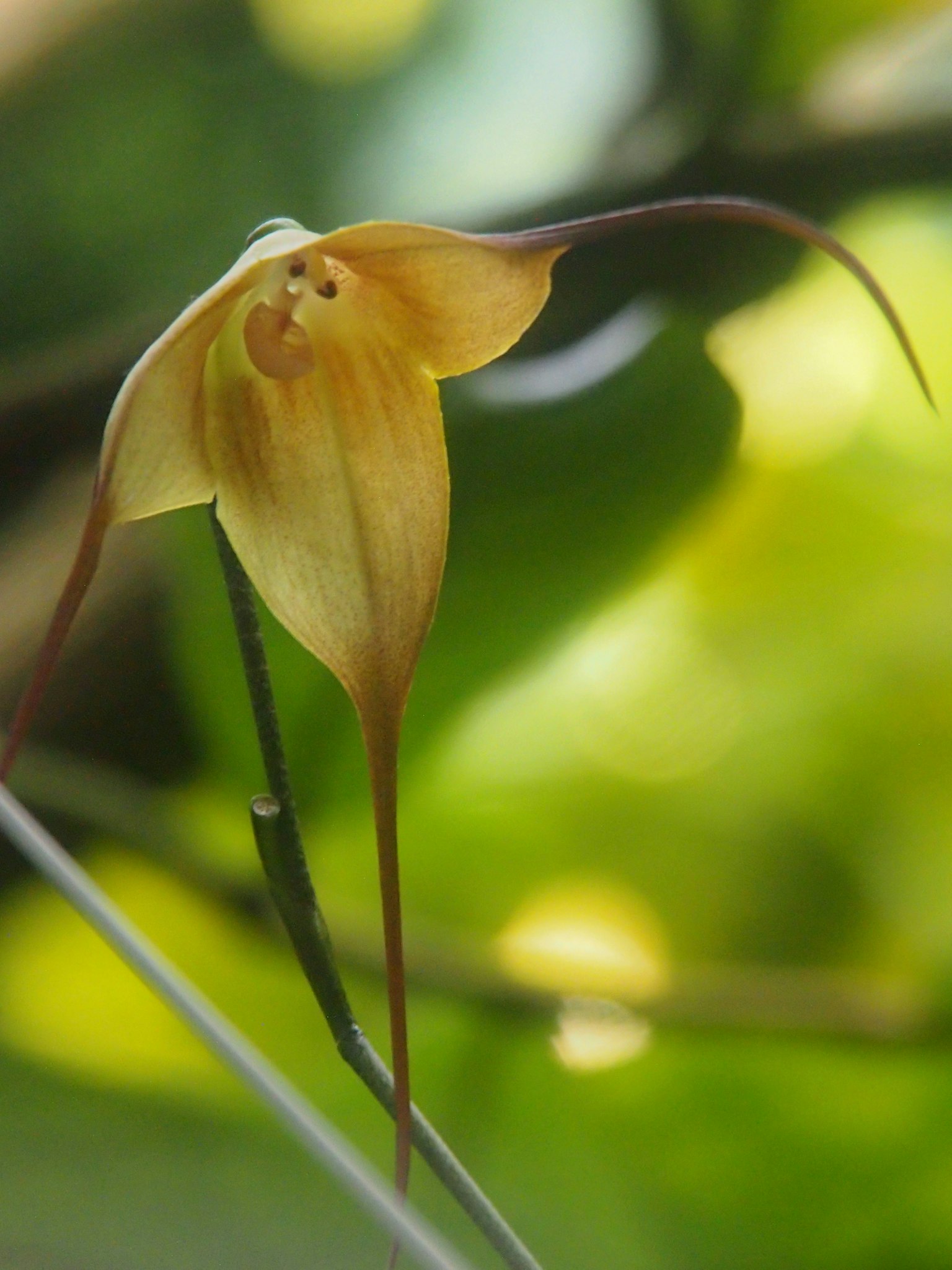 Unique yellow flower resembling a face with long tendrils set against a blurred green background