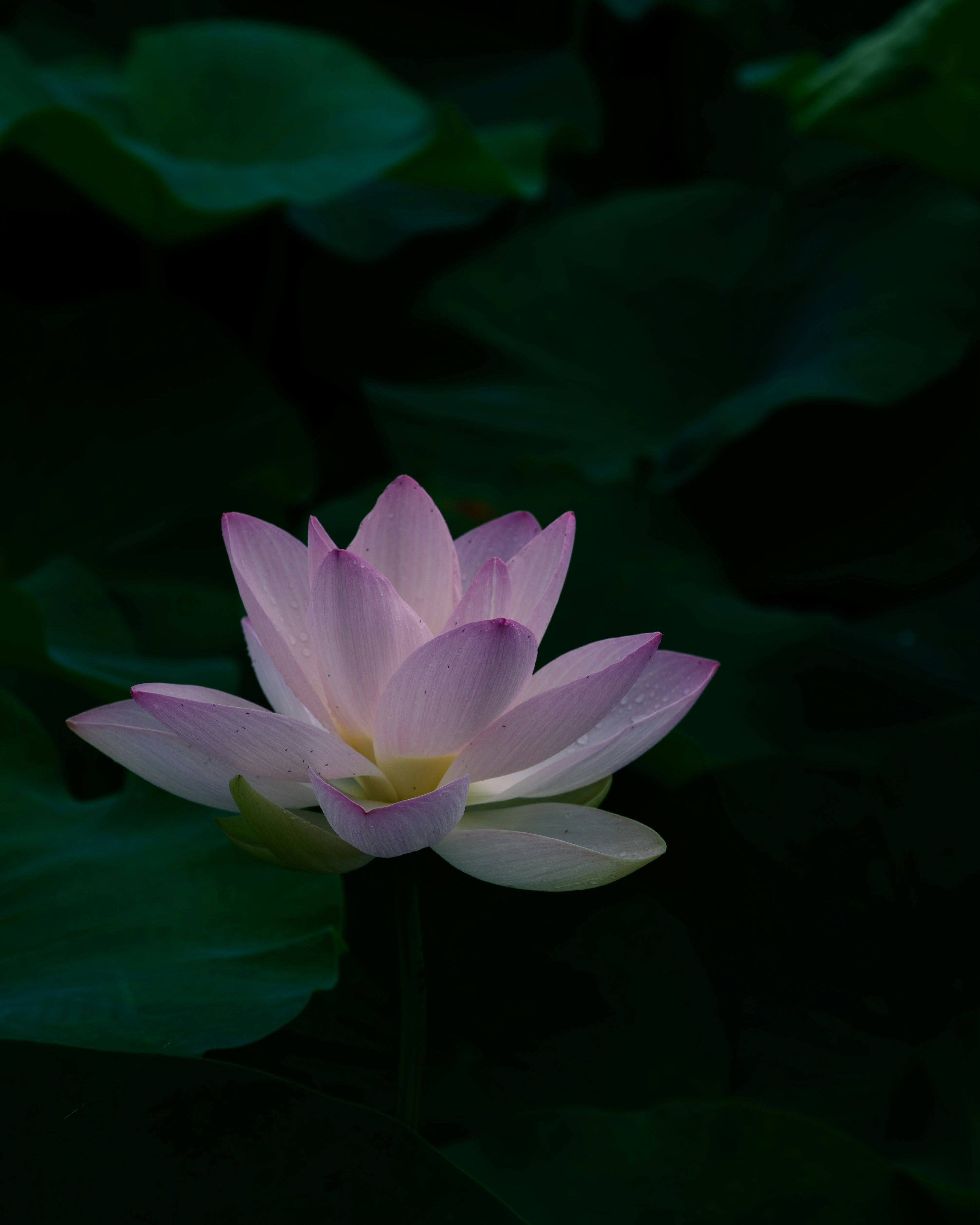 蓮の花びらが美しい蓮の花のクローズアップ