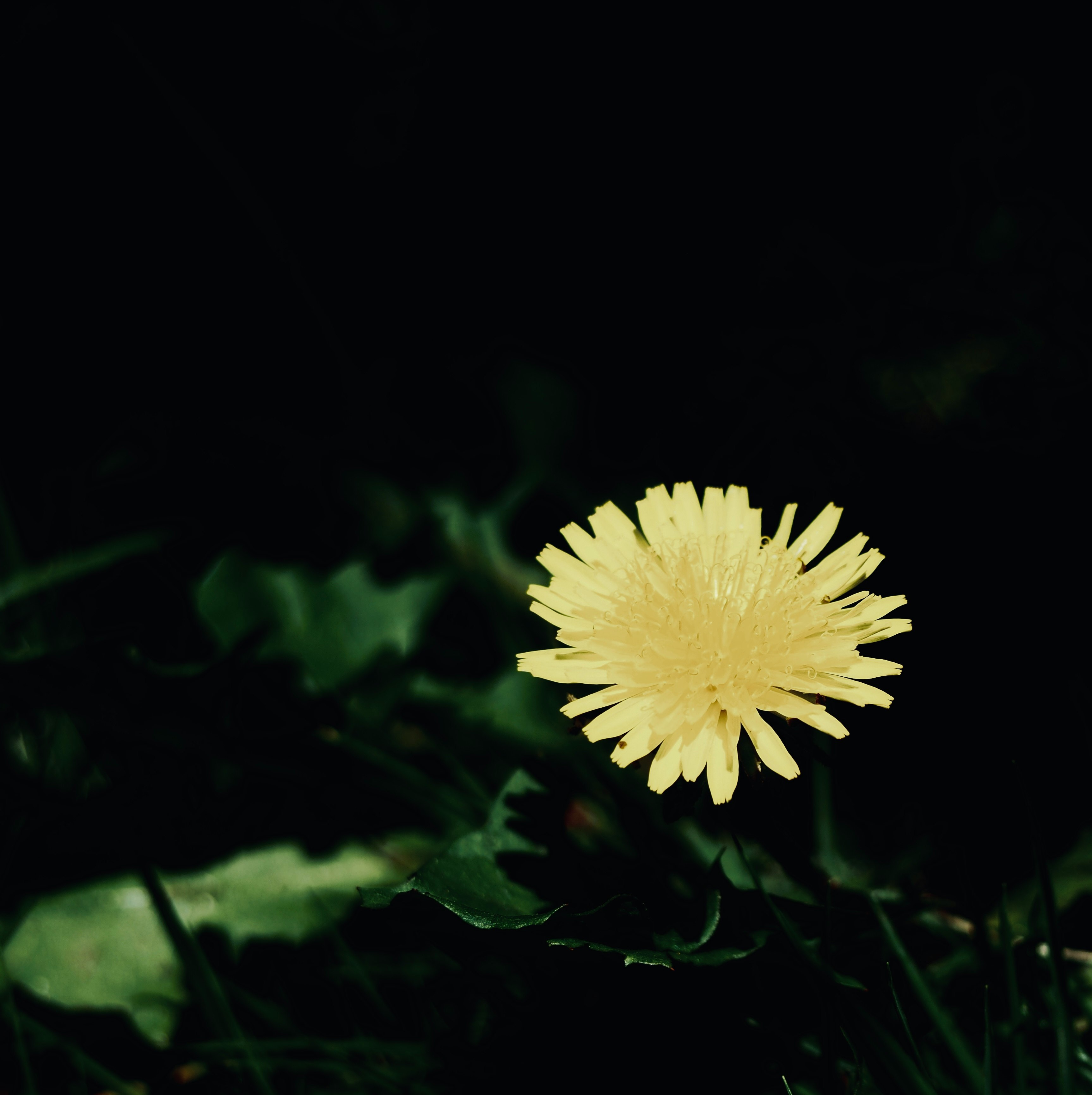 黒背景に浮かぶ黄色いタンポポの花