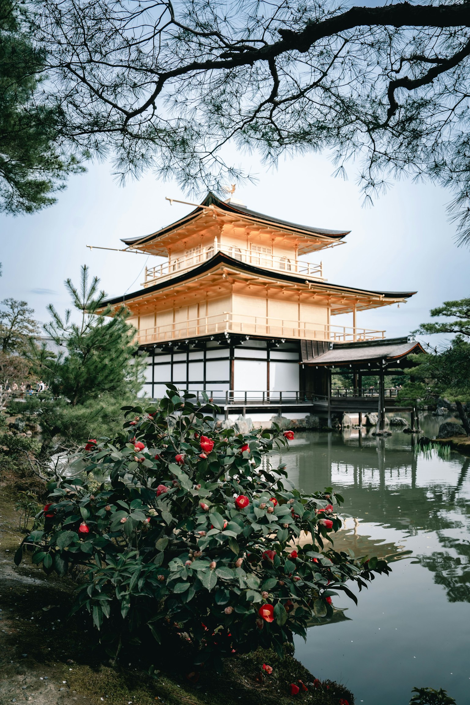 Bellissimo tempio Kinkaku-ji con un laghetto e piante verdi