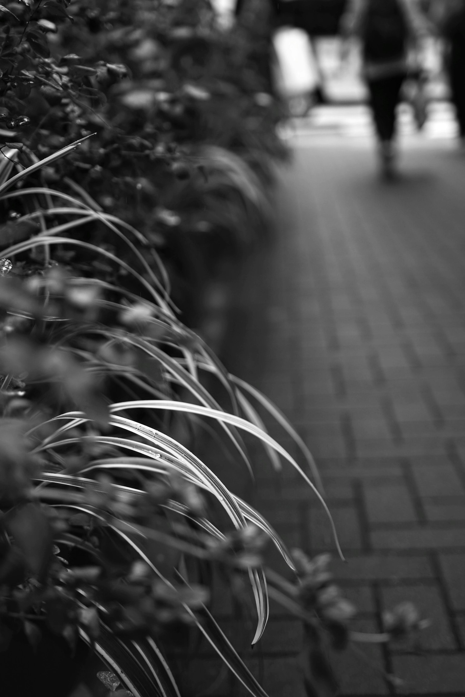 Black and white photo of grass along a sidewalk