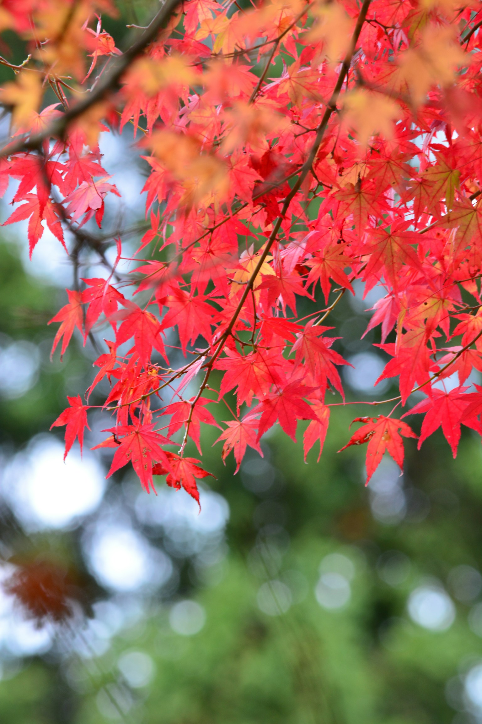 Feuilles d'érable rouges vibrantes sur fond vert flou