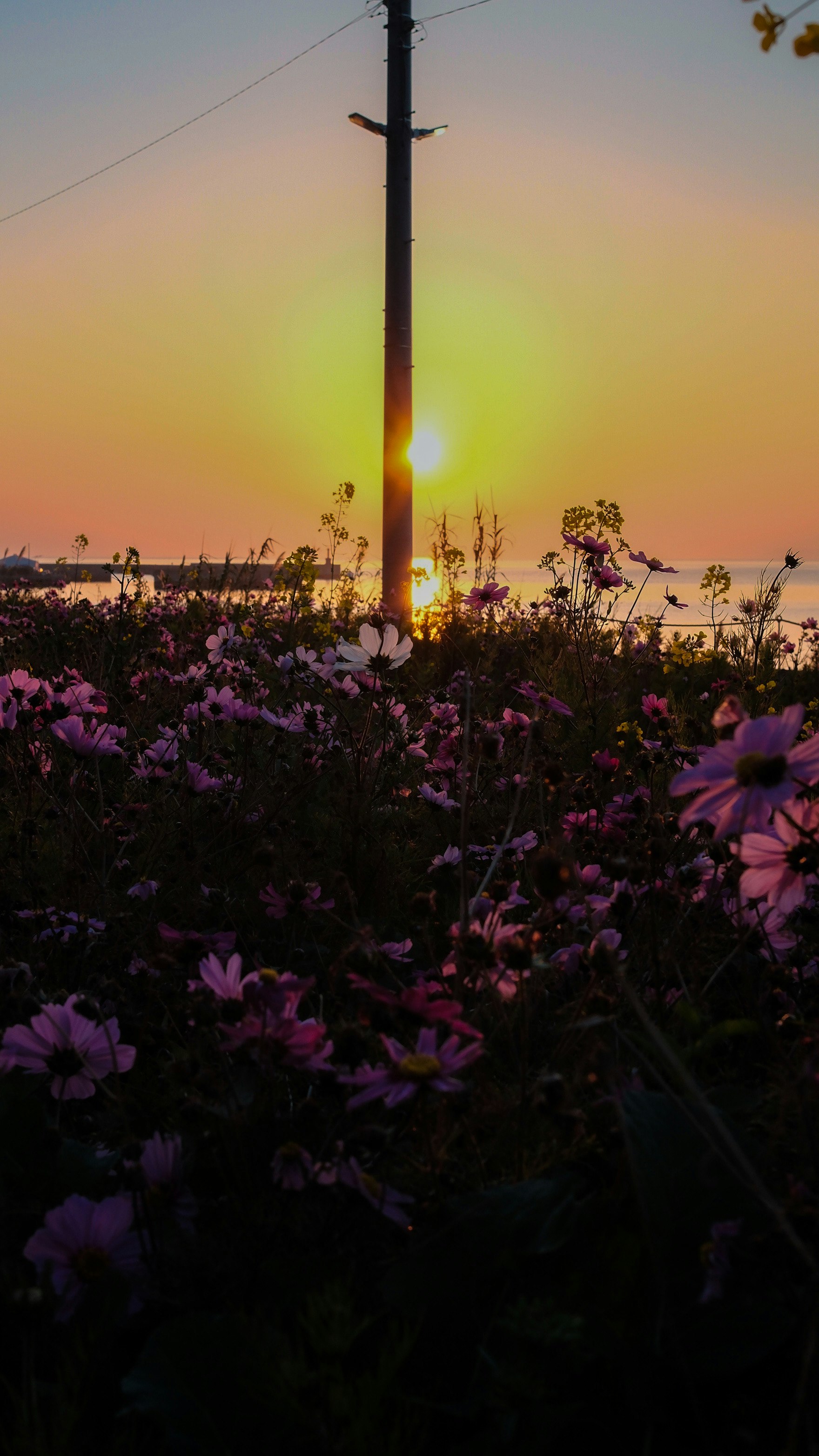 夕焼け空の下で咲く花と電柱のある道沿いの風景