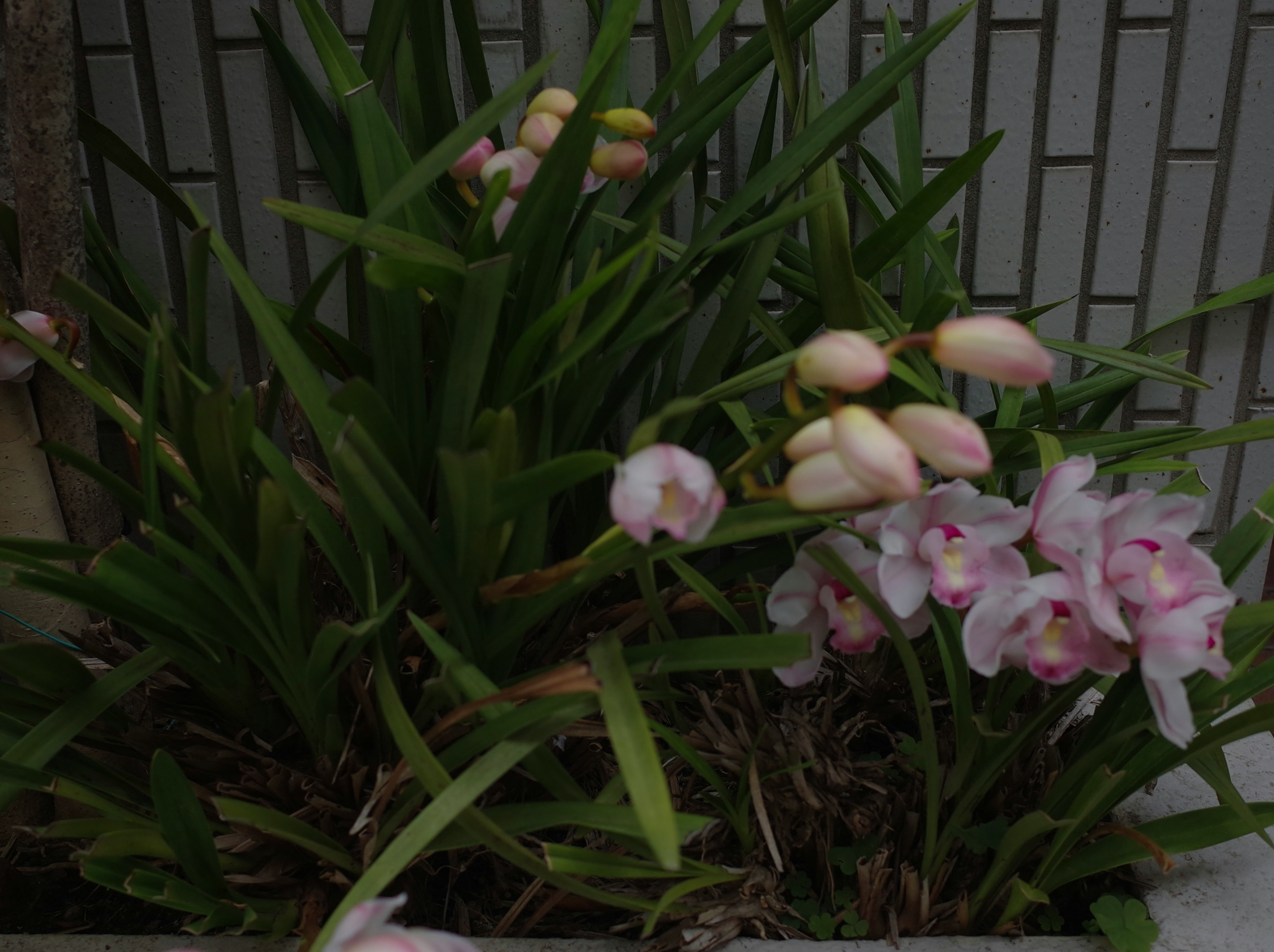 花が咲く鉢植えのような草花のクローズアップ
