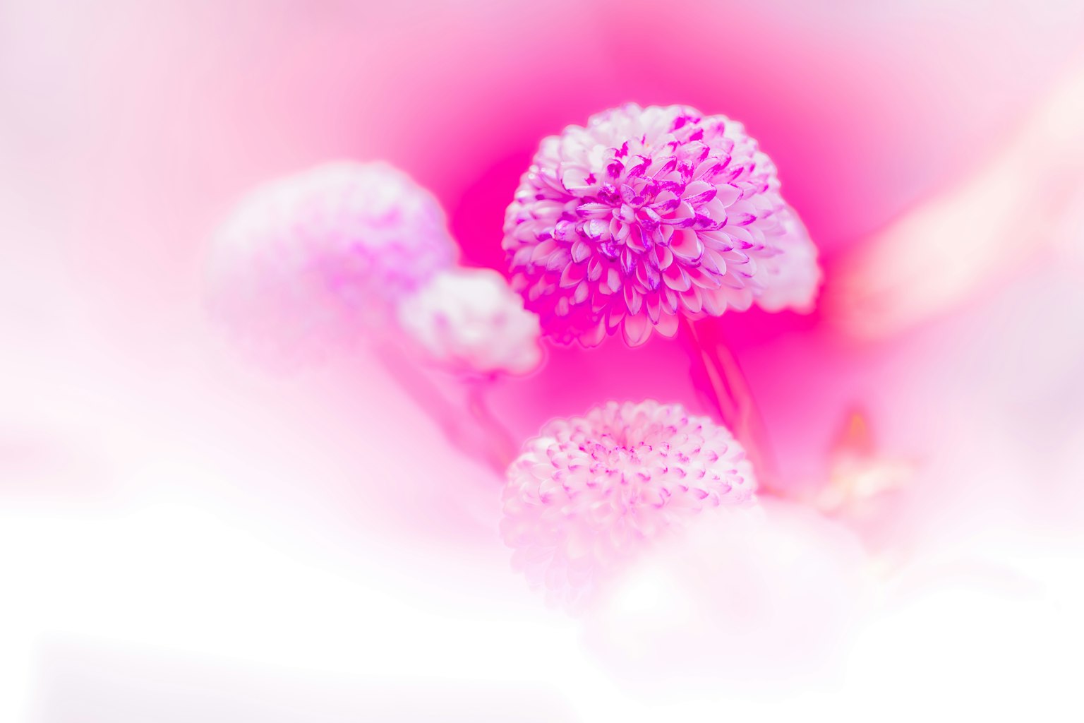 Hình ảnh cận cảnh của hoa hồng với nền mềm mại và chi tiết hoa mờ ảo