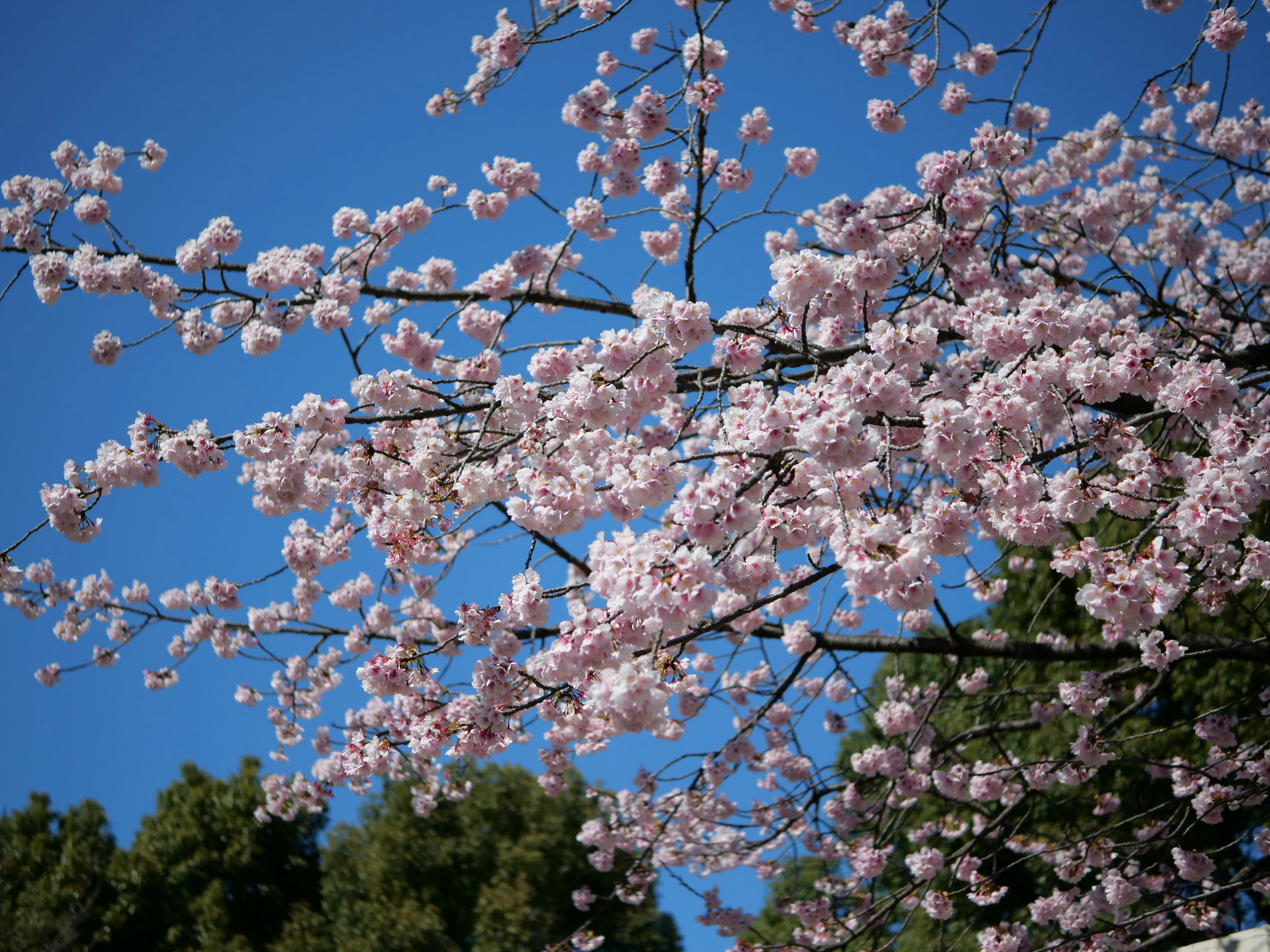 Early-blooming cherry blossoms in full bloom against a blue sky