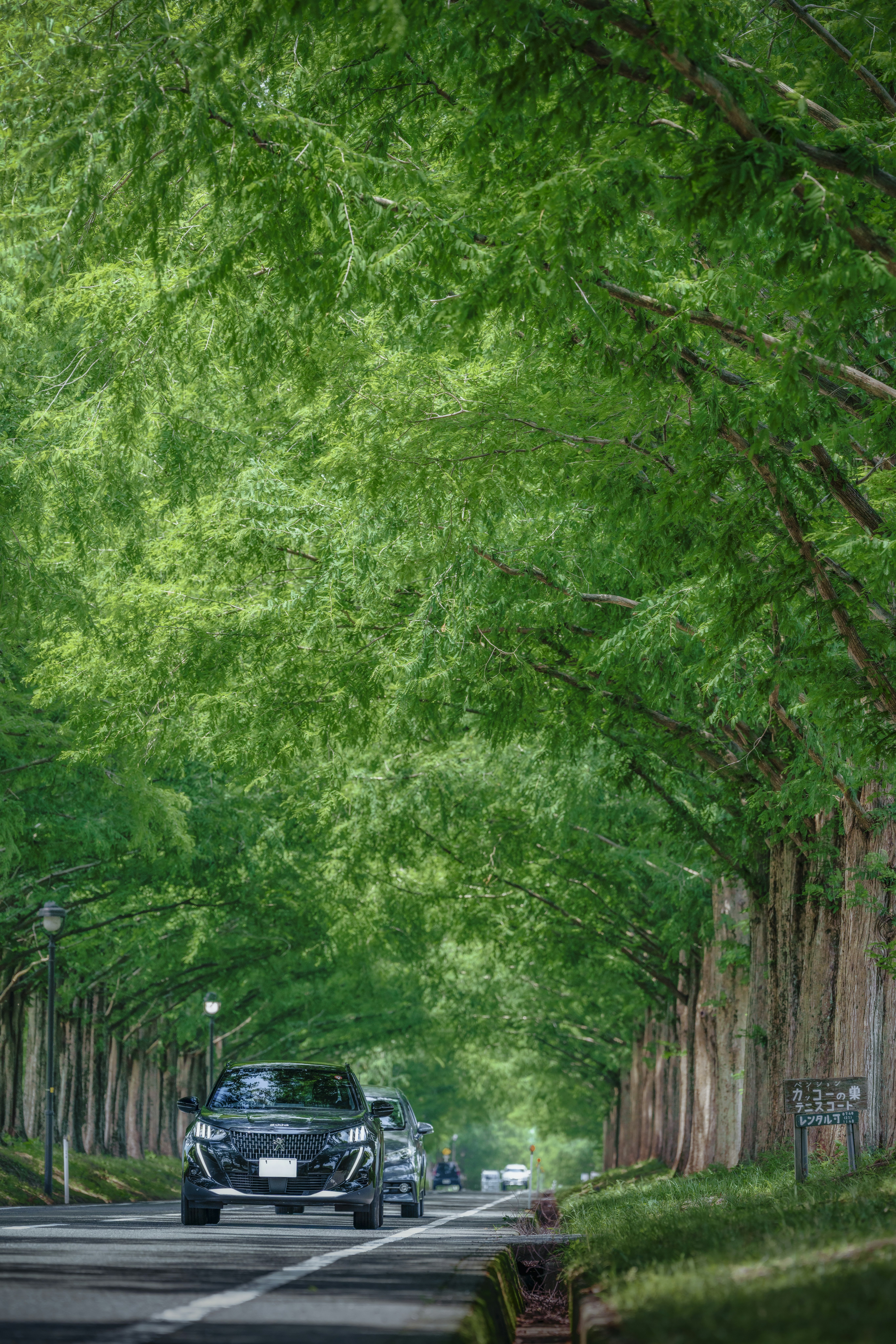 jalan dengan mobil melaju di bawah lorong hijau pohon metasequoia