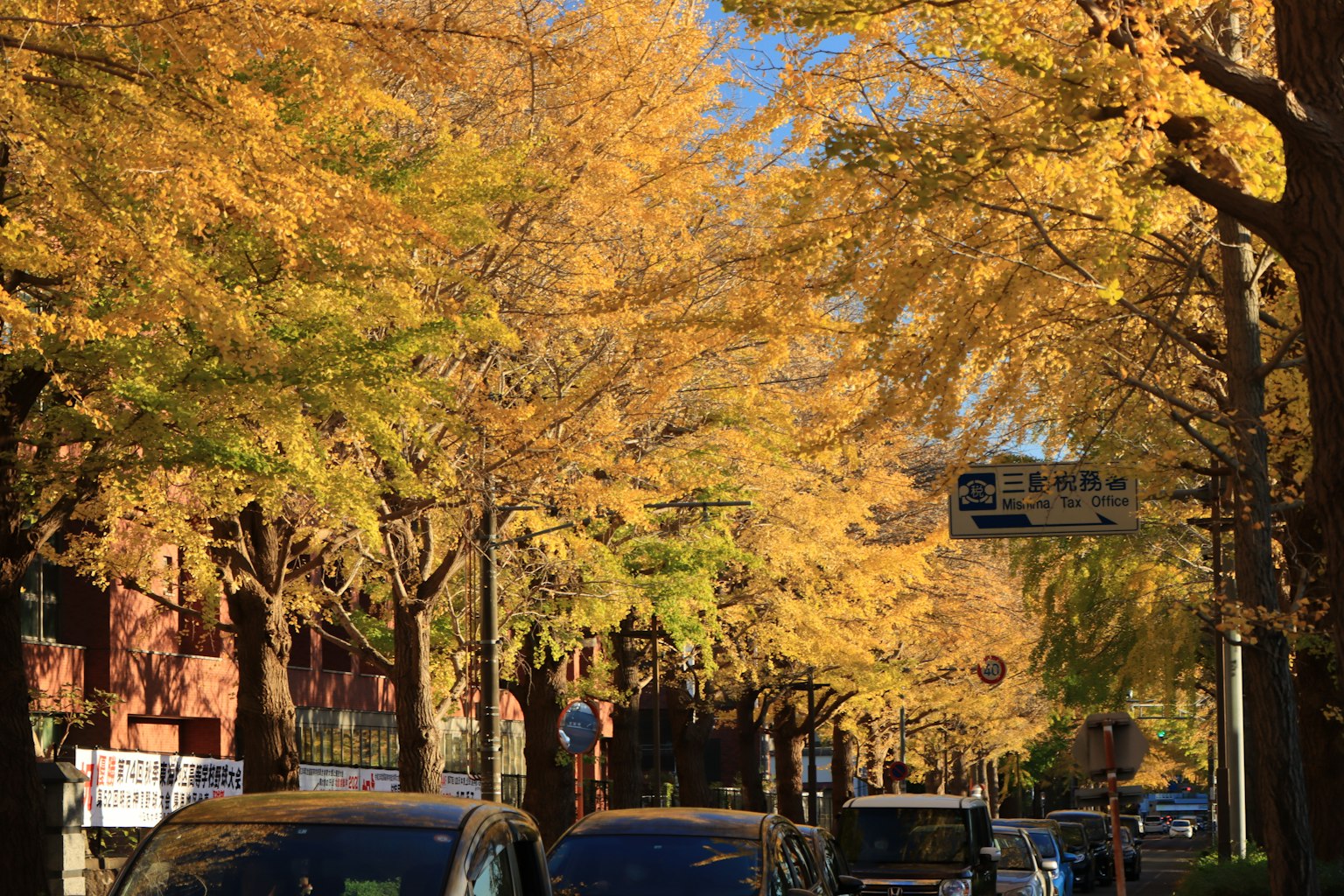 Street lined with golden ginkgo trees during autumn