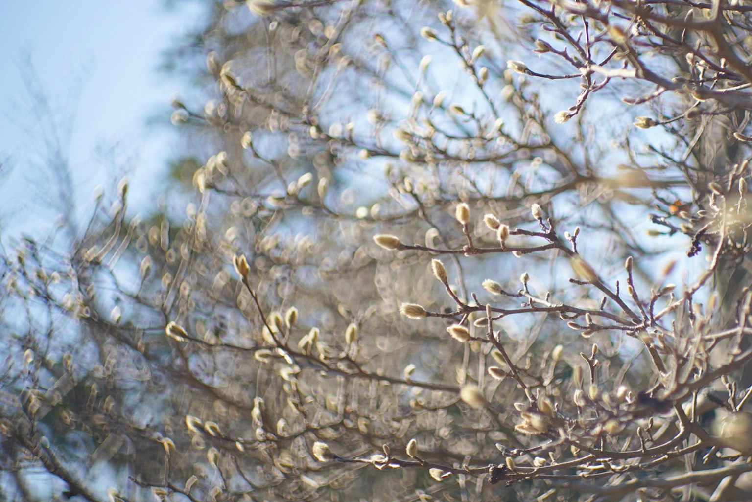 Young buds beginning to bloom on winter branches