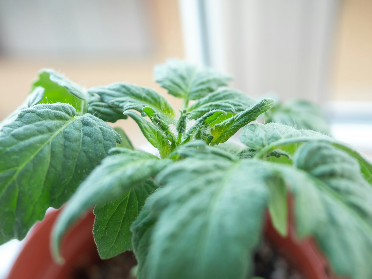 Acercamiento de hojas de tomate verdes en crecimiento
