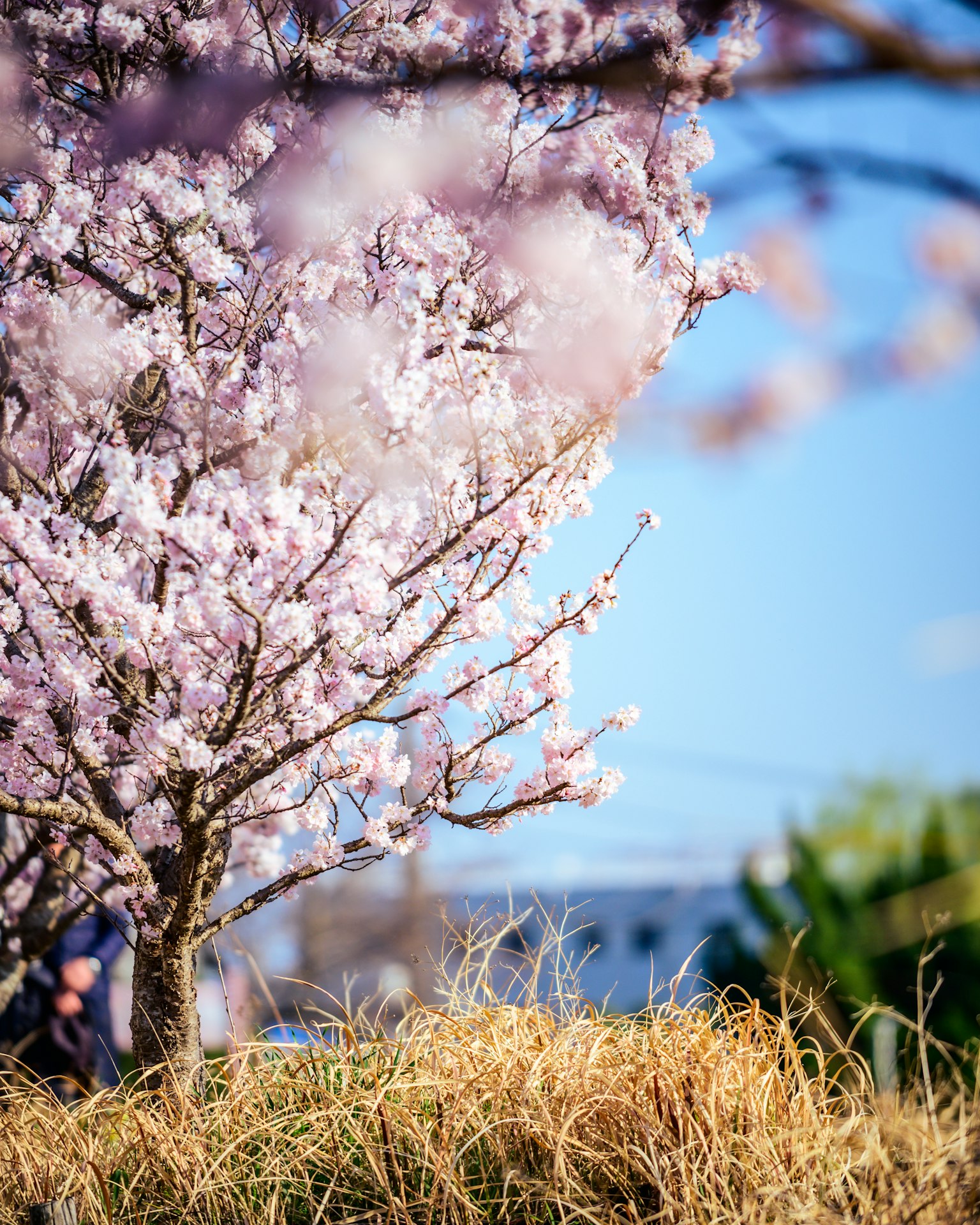 Ein blühender Kirschbaum mit blauem Himmel im Hintergrund