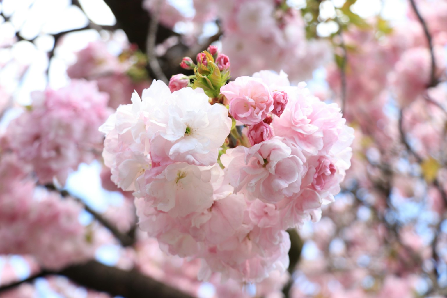 Cherry blossoms blooming with soft pink and white petals