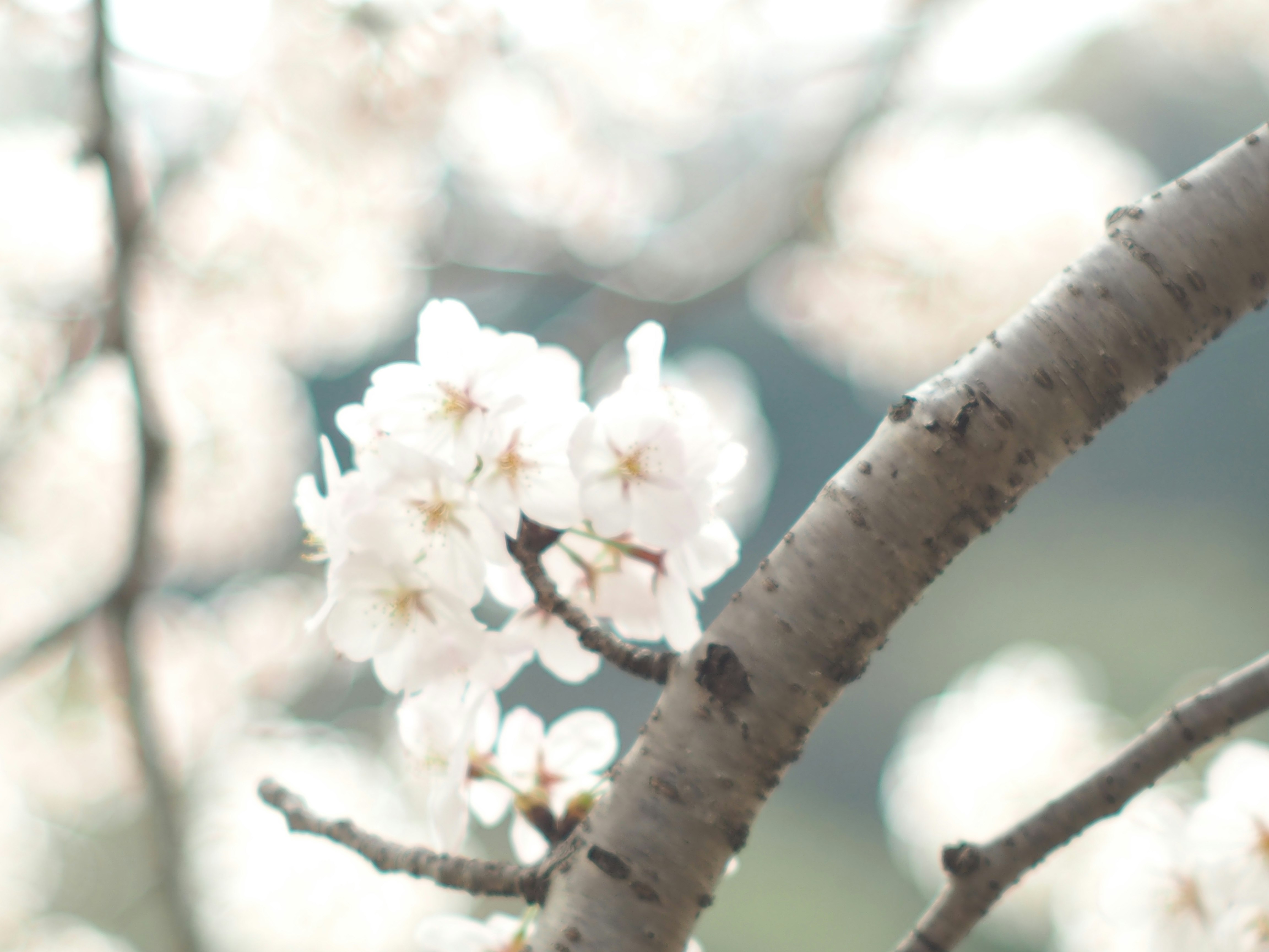 白い花が咲く枝と春の柔らかな背景
