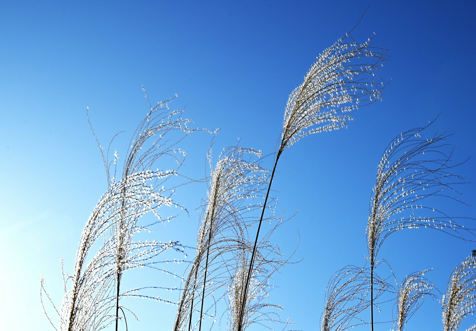 Un gruppo di erba con ciuffi contro un cielo blu