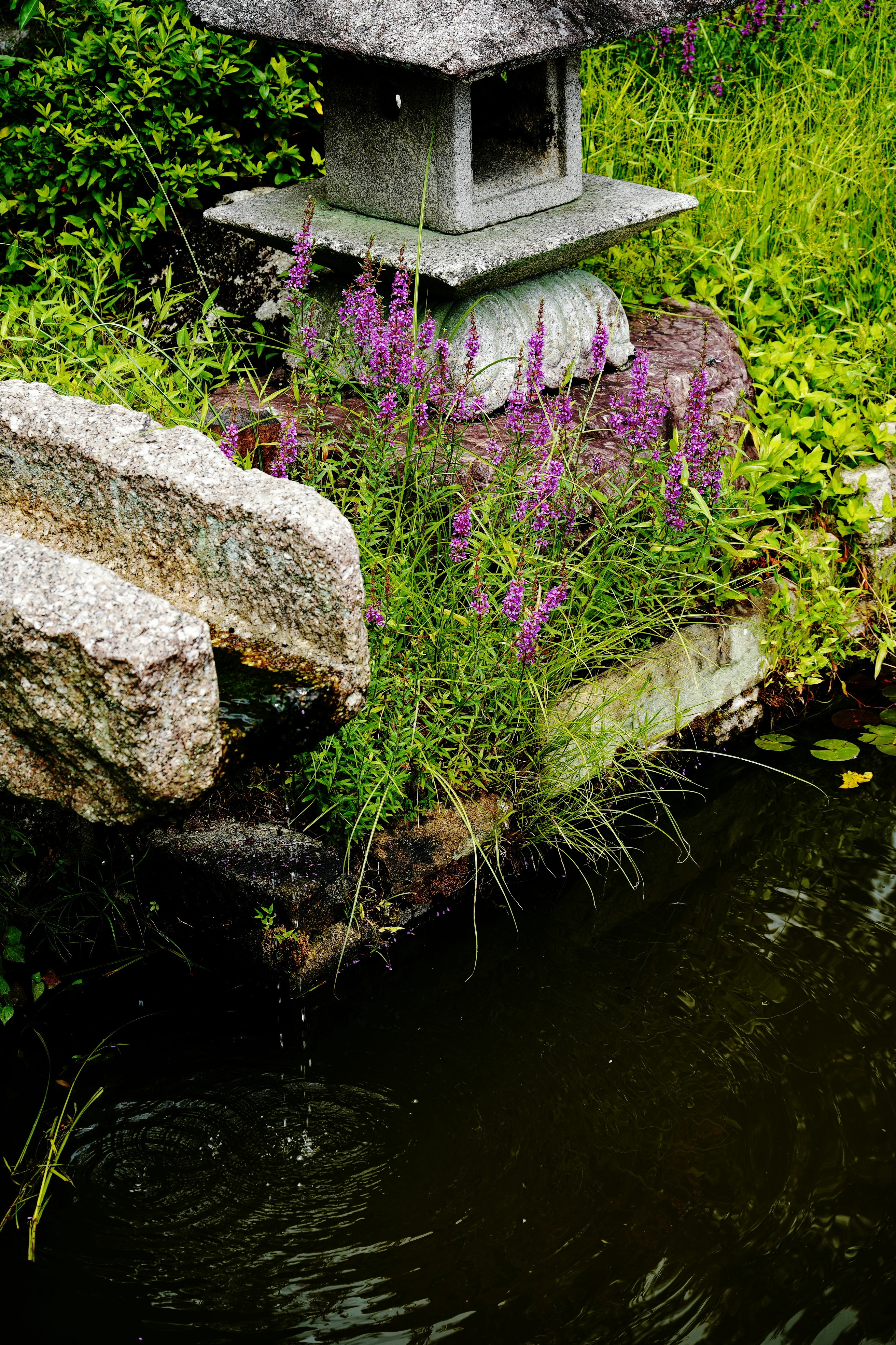妙満寺の苔むした石灯籠と水辺の草花