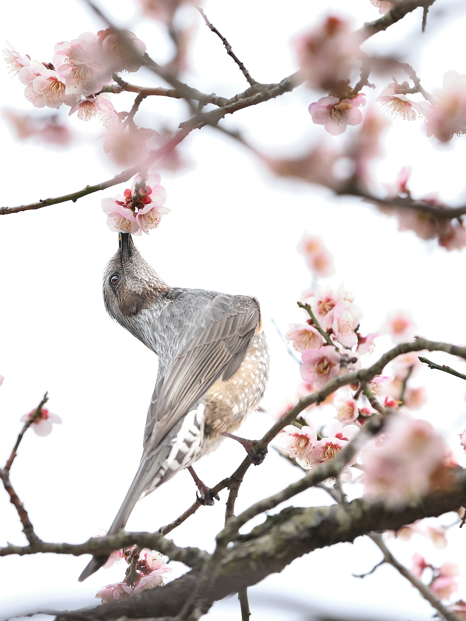 Close-up of a bird feeding on cherry blossoms