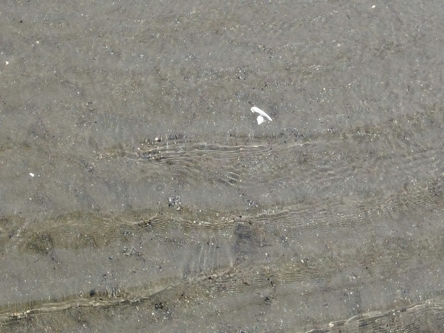 Surface de l'eau ondulante avec une coquille sur la plage de sable