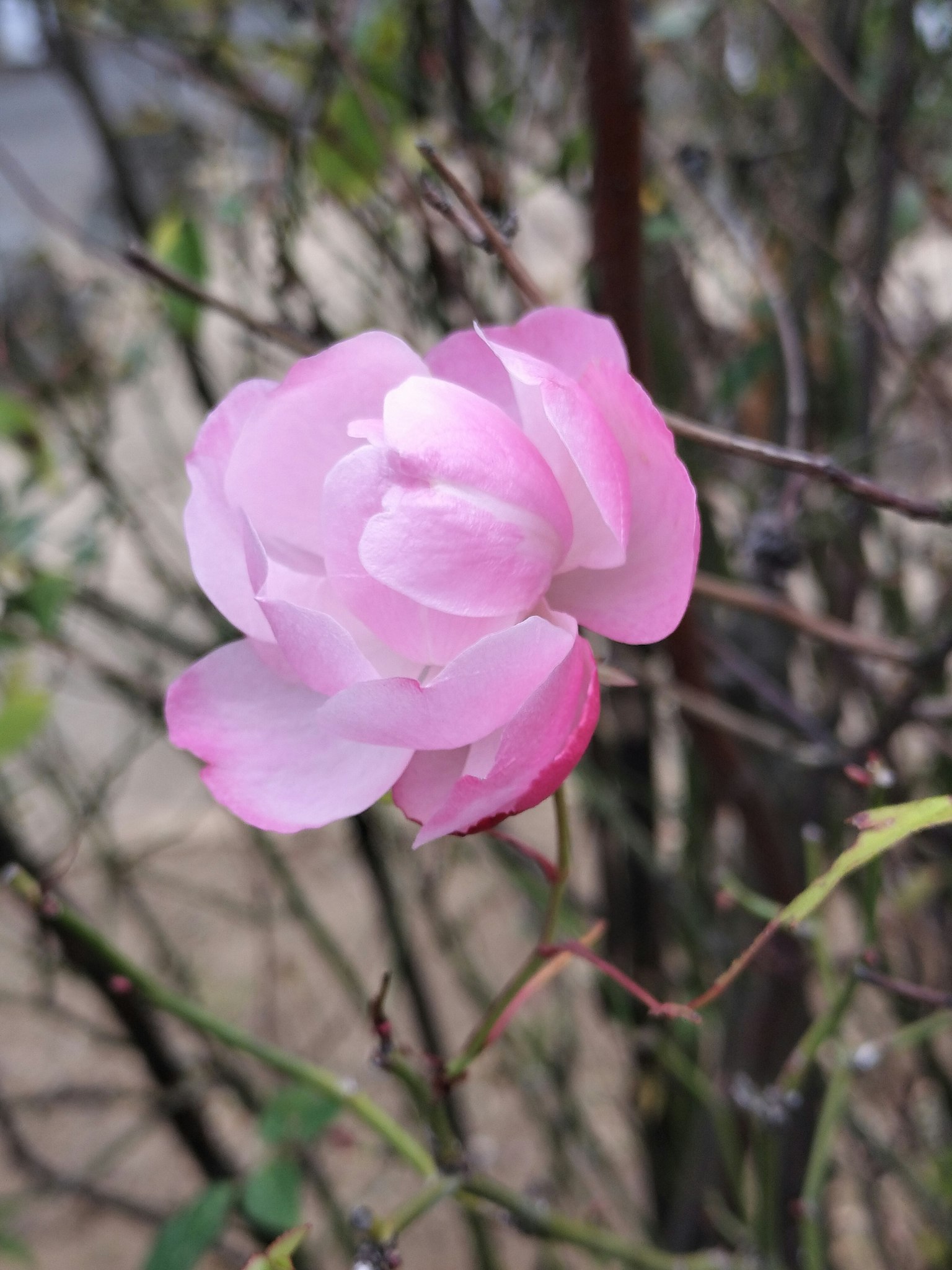 Un fiore rosa chiaro che sboccia su un ramo