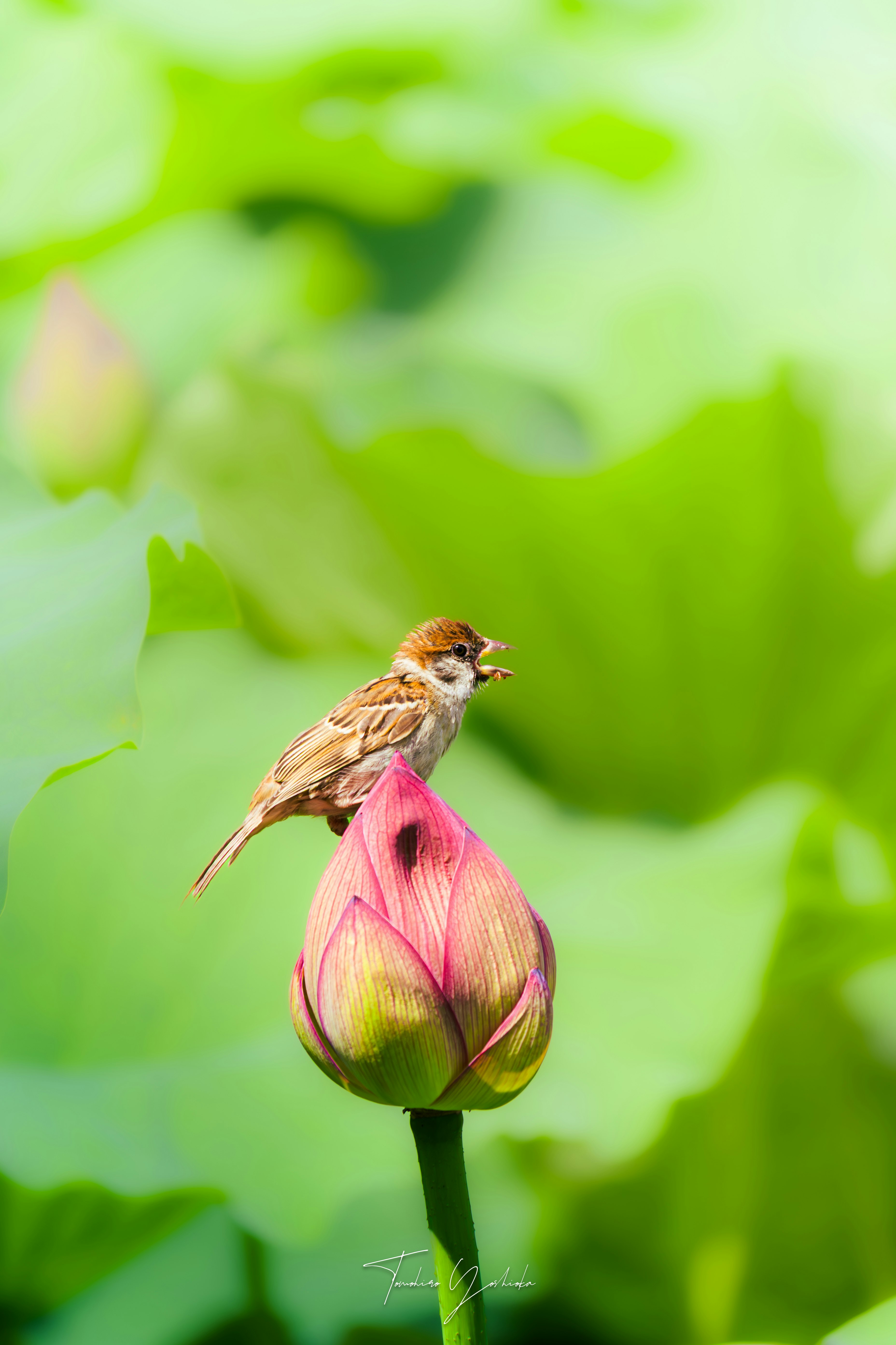 蓮の花にとまるスズメ