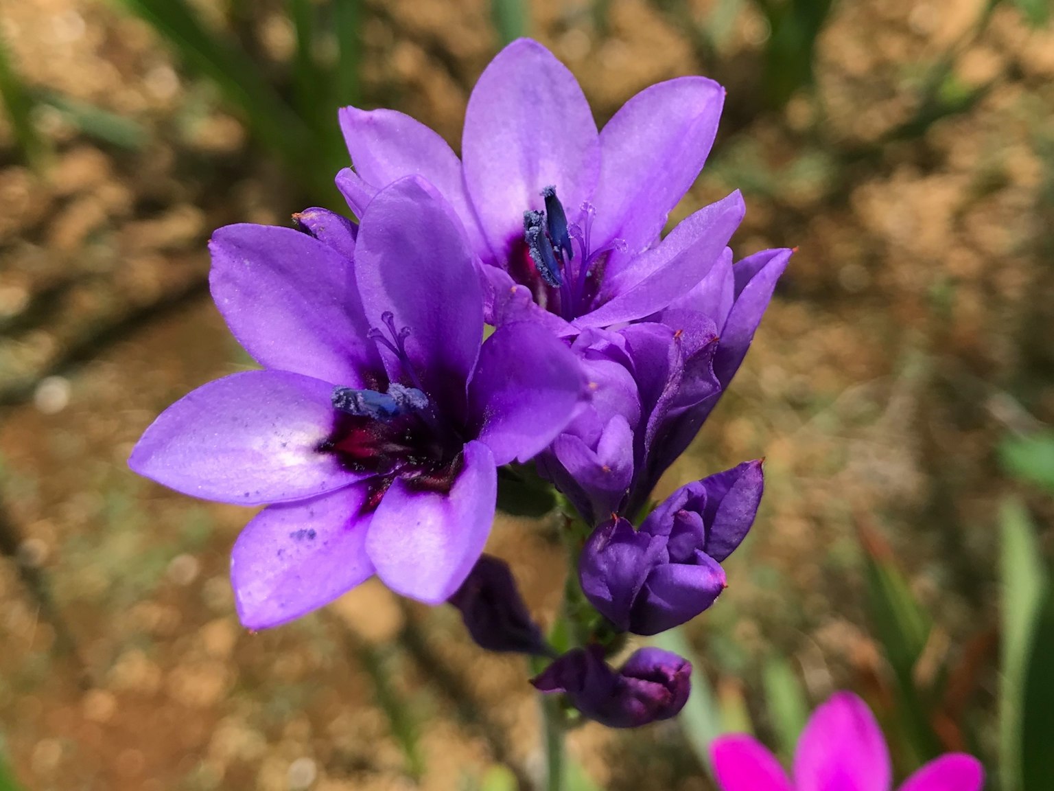 Nahaufnahme von lila blühenden Blumen