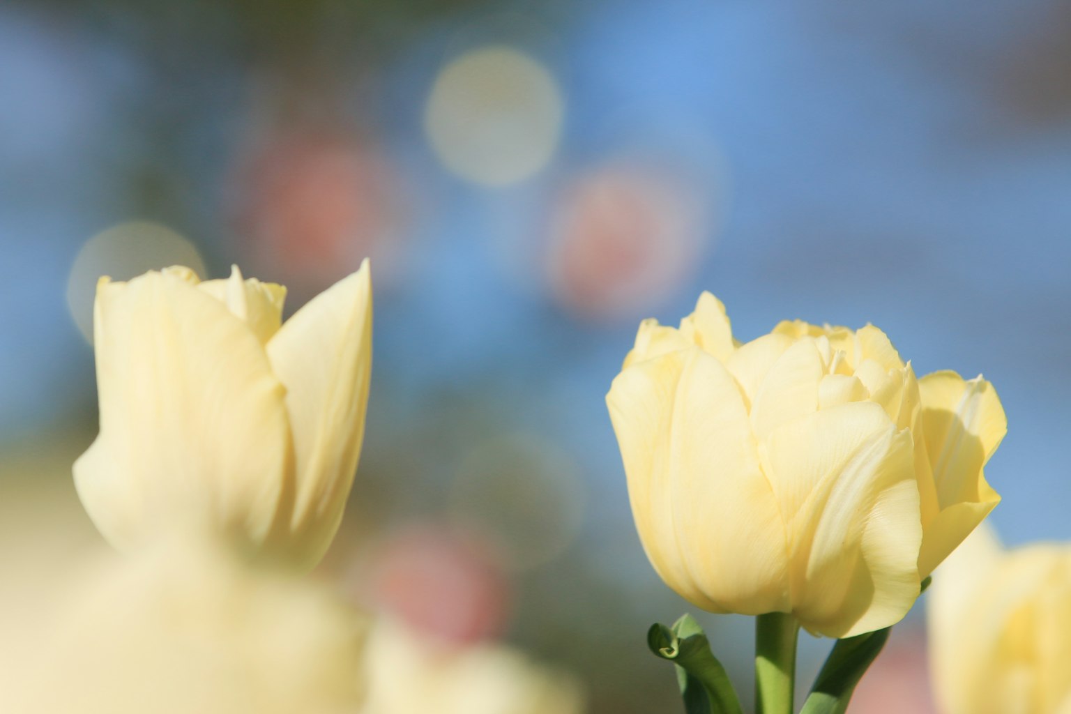 Tulipani gialli tenui in fiore con uno sfondo sfocato