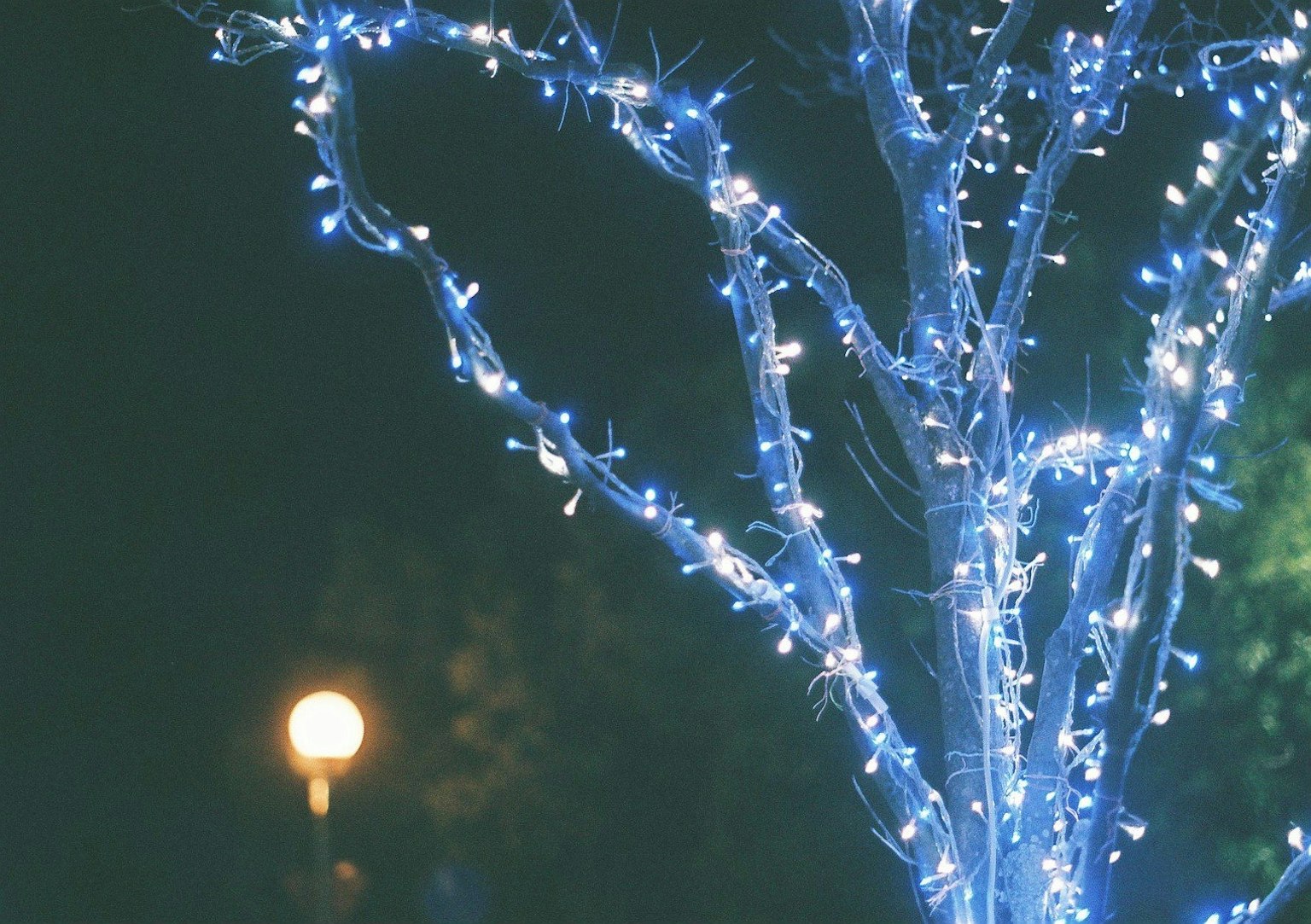 Árbol decorado con luces azules por la noche con una farola de fondo