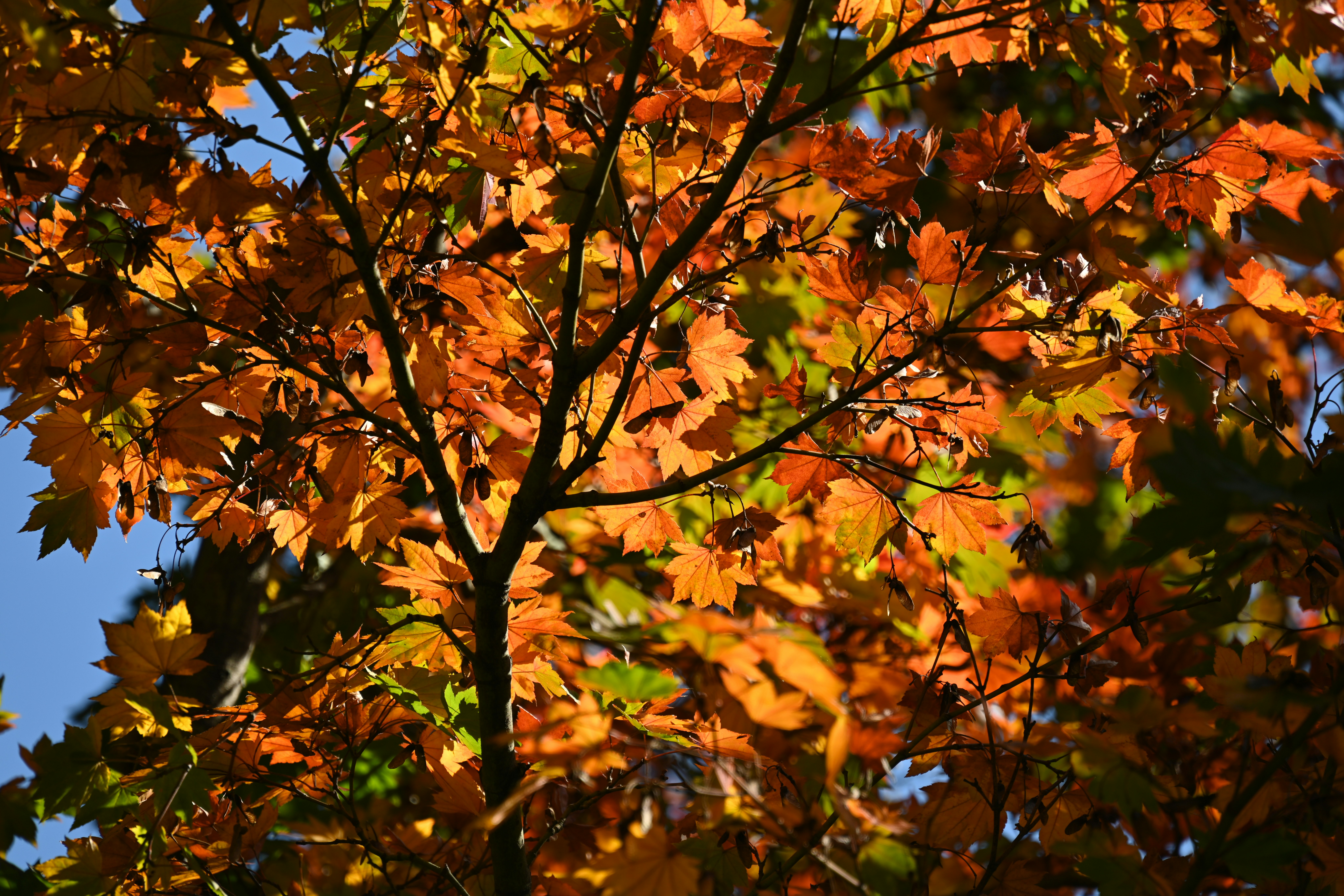 herbstliches Laub an Baumzweigen