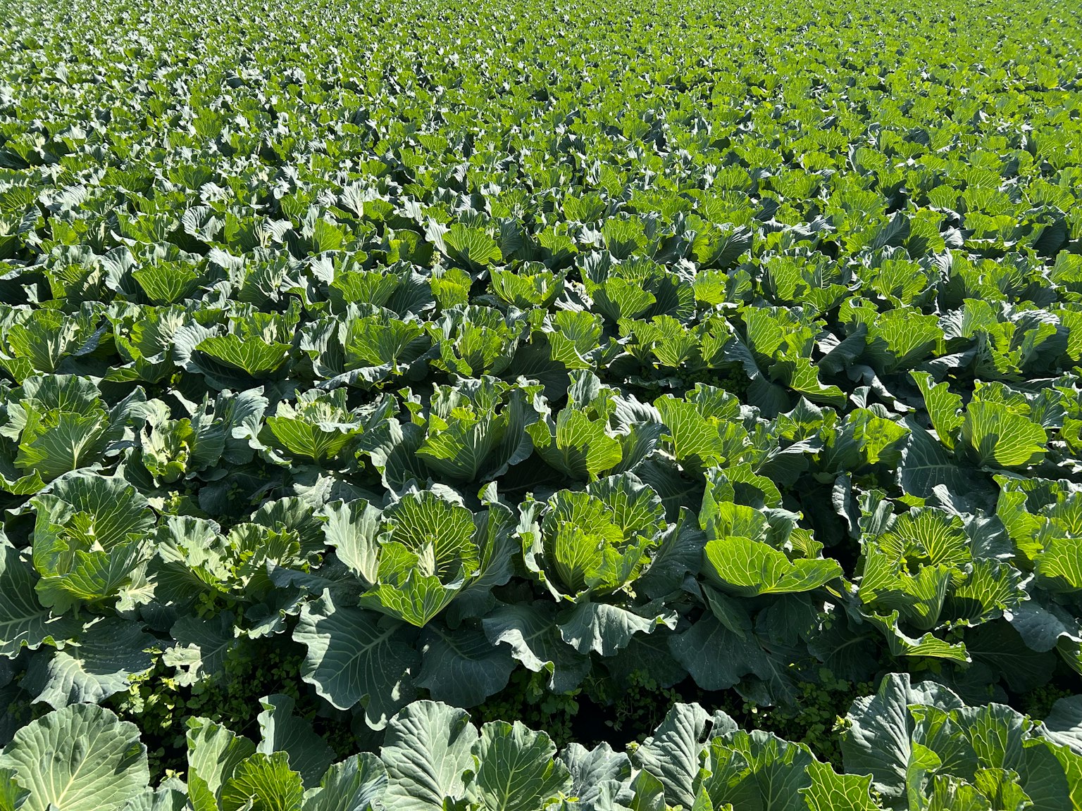 Expansive green cabbage field under bright sunlight