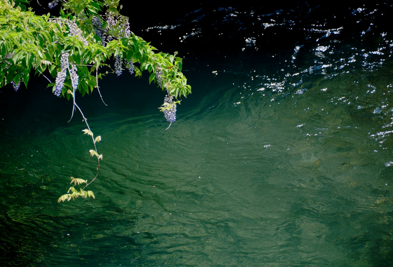 Scène naturelle avec une surface d'eau verte et des feuilles