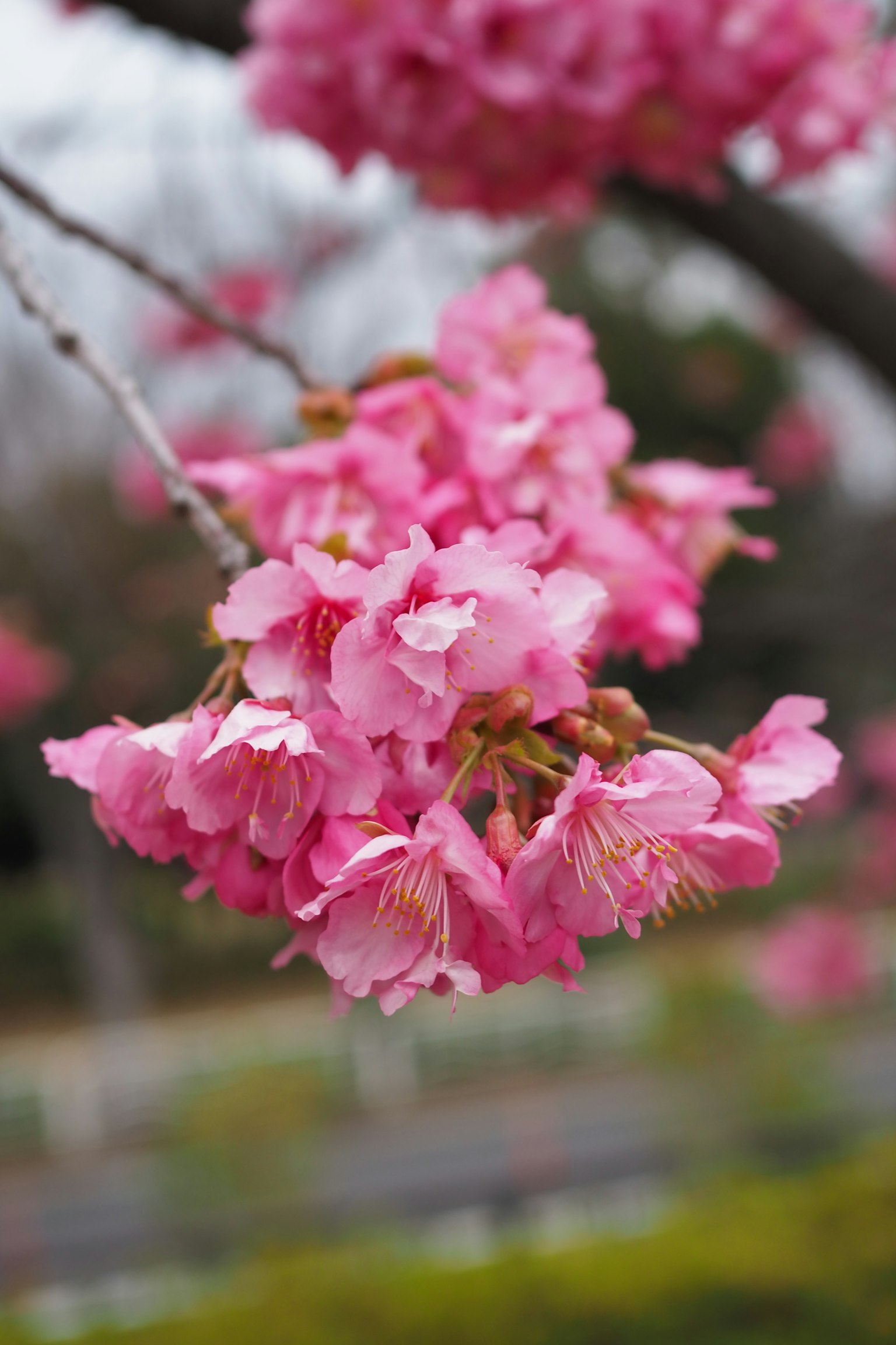 Close-up of cherry blossoms on a branch