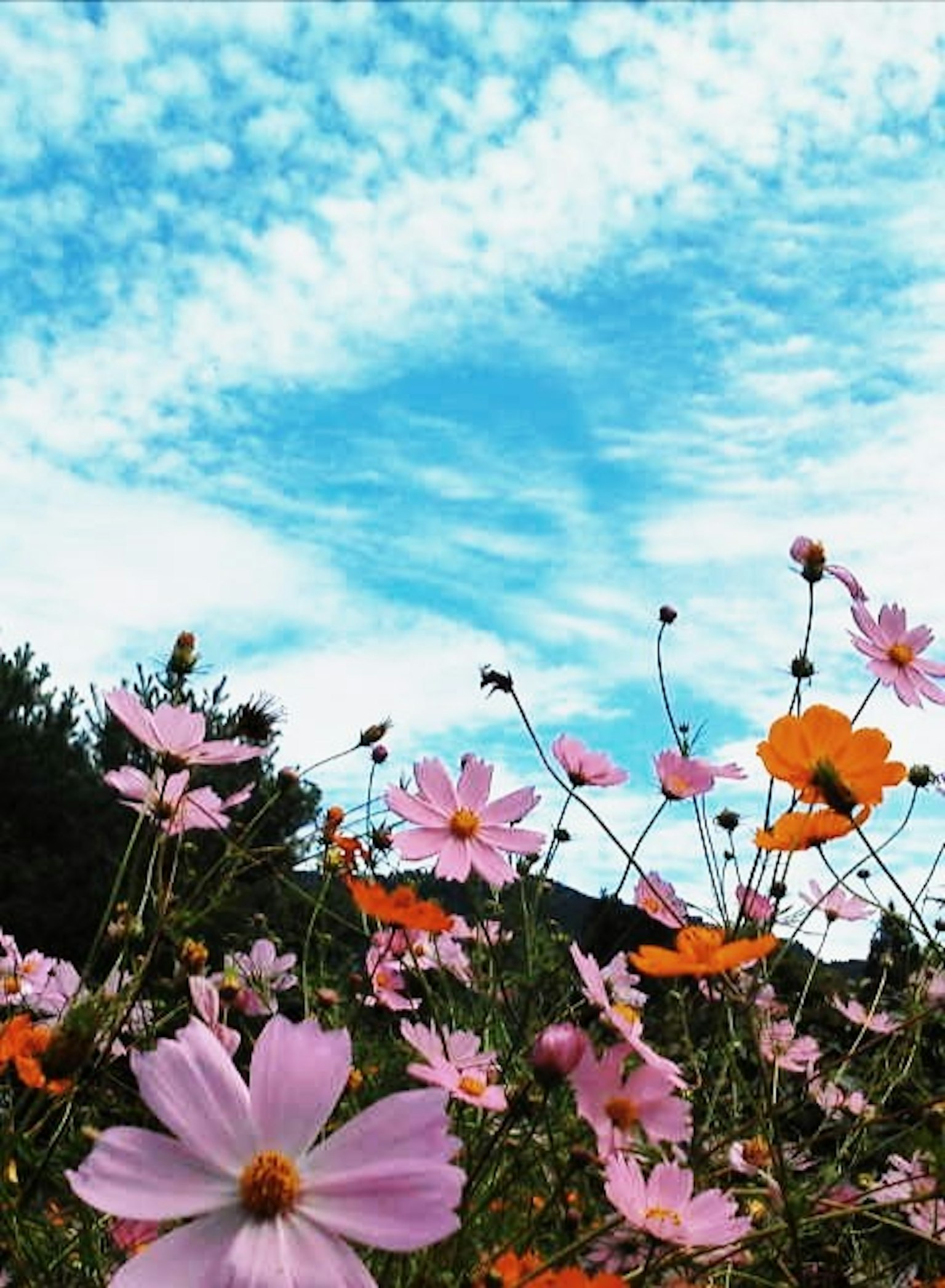 五彩繽紛的花朵與藍天背景
