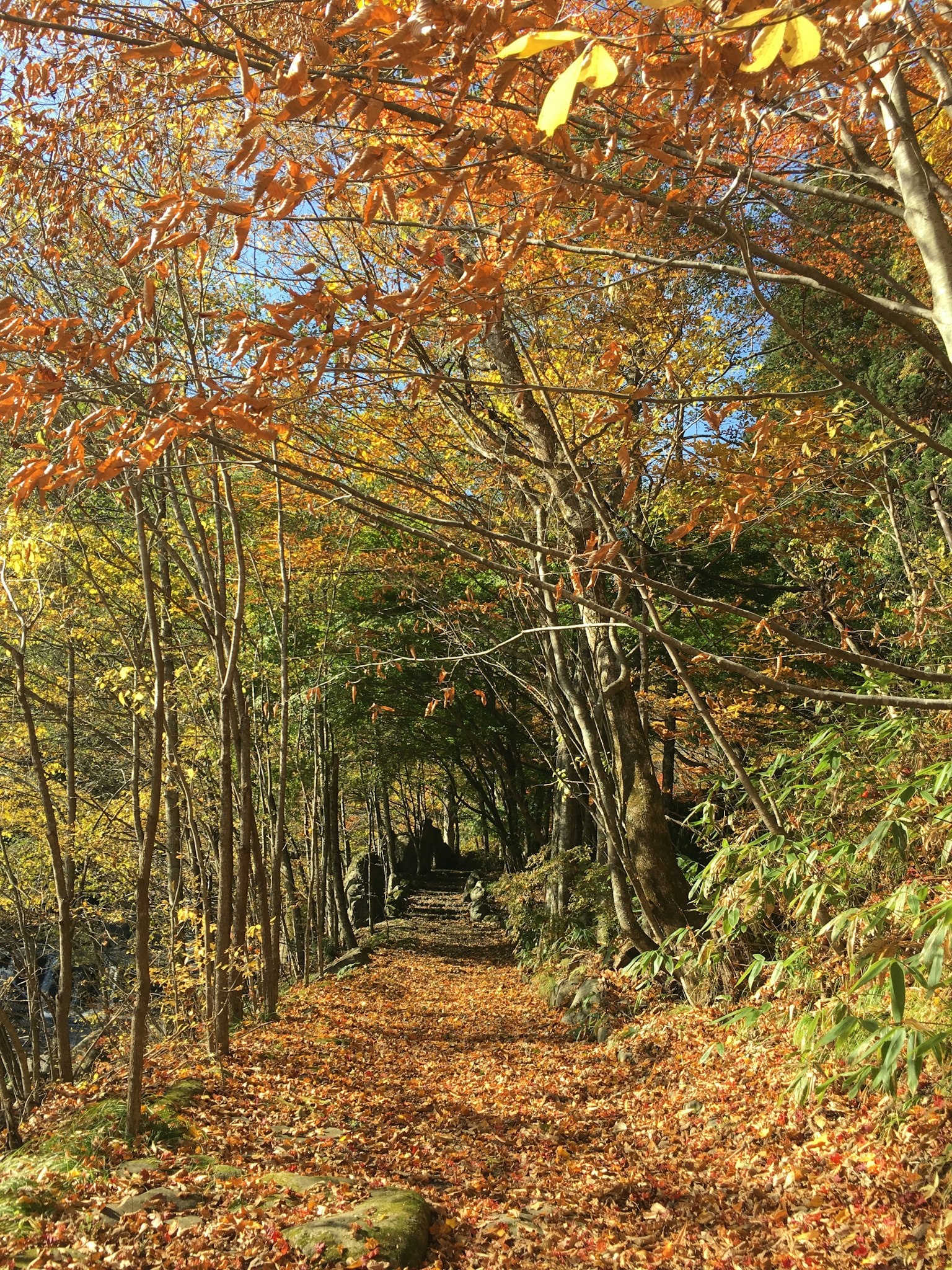 Sentiero forestale circondato da foglie autunnali