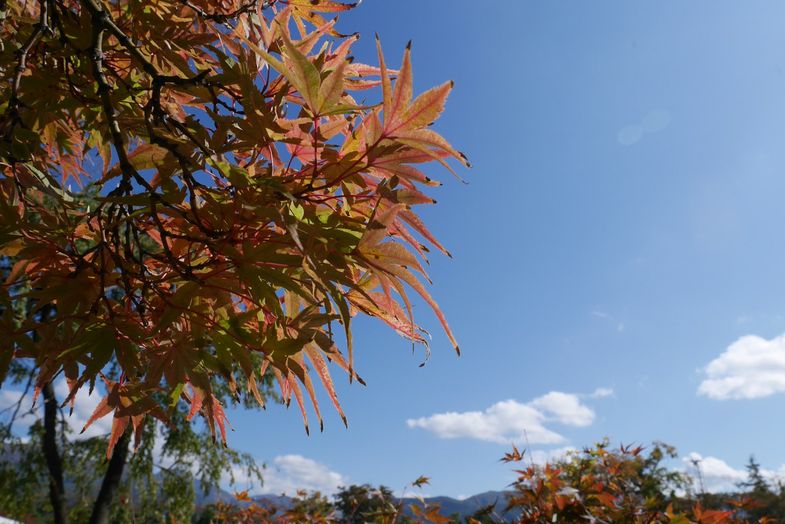 Branches d'arbres avec des feuilles orange sous un ciel bleu clair