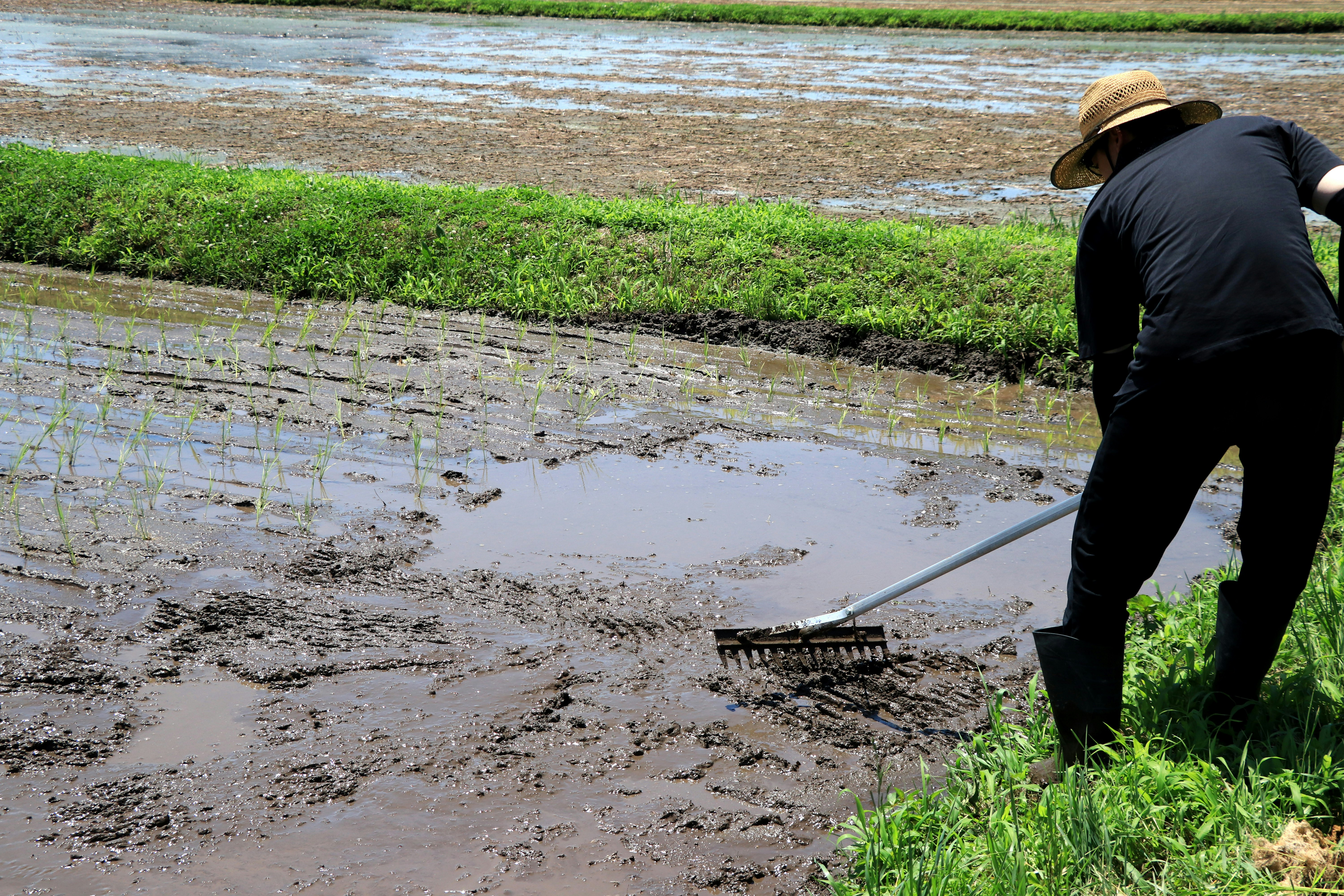 agriculteur travaillant dans un canal de rizière