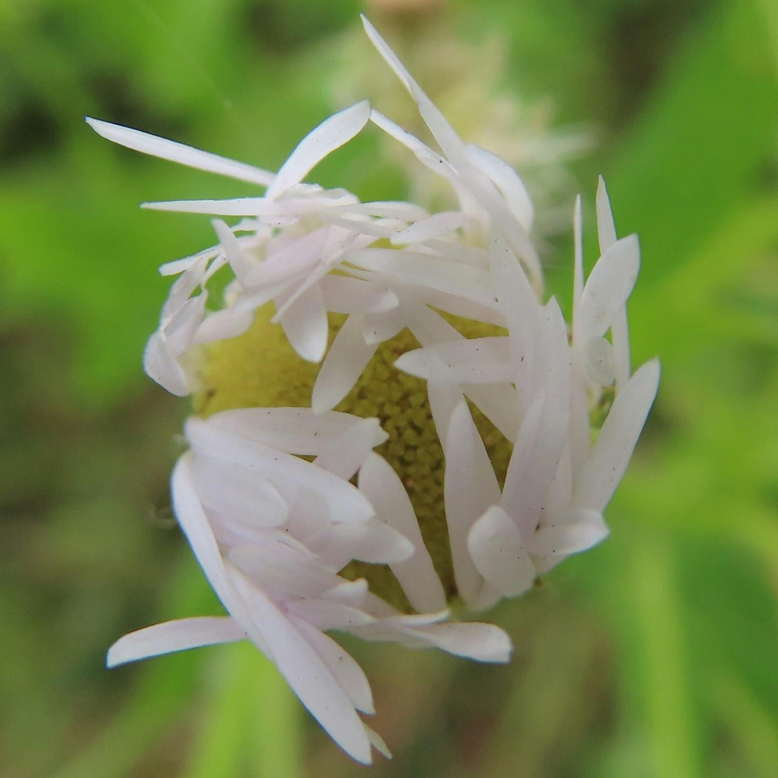 Primo piano di un bocciolo di pianta con petali bianchi distintivi