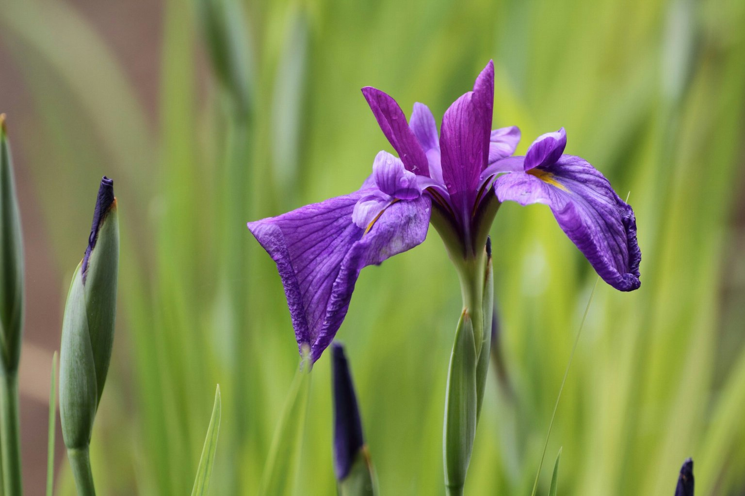 Fiore di iris viola vivace circondato da foglie verdi