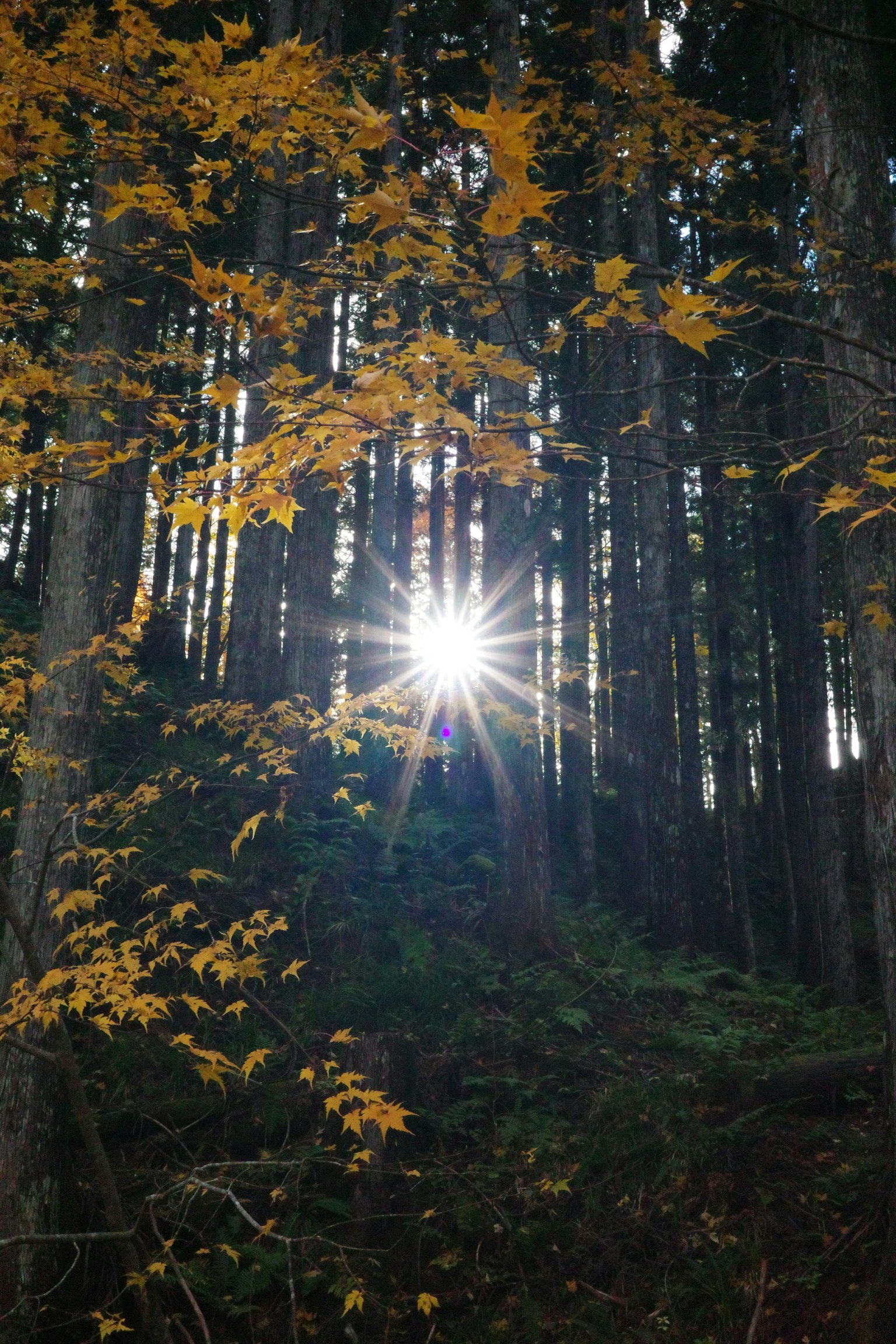 秋の森の中で輝く太陽の光と黄色い葉