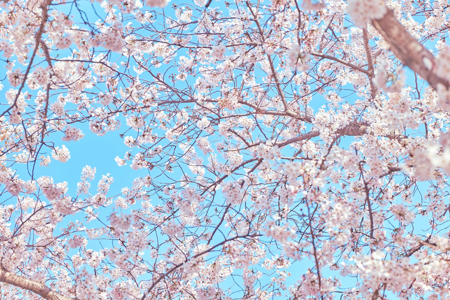 蓝天背景下的樱花和树枝特写