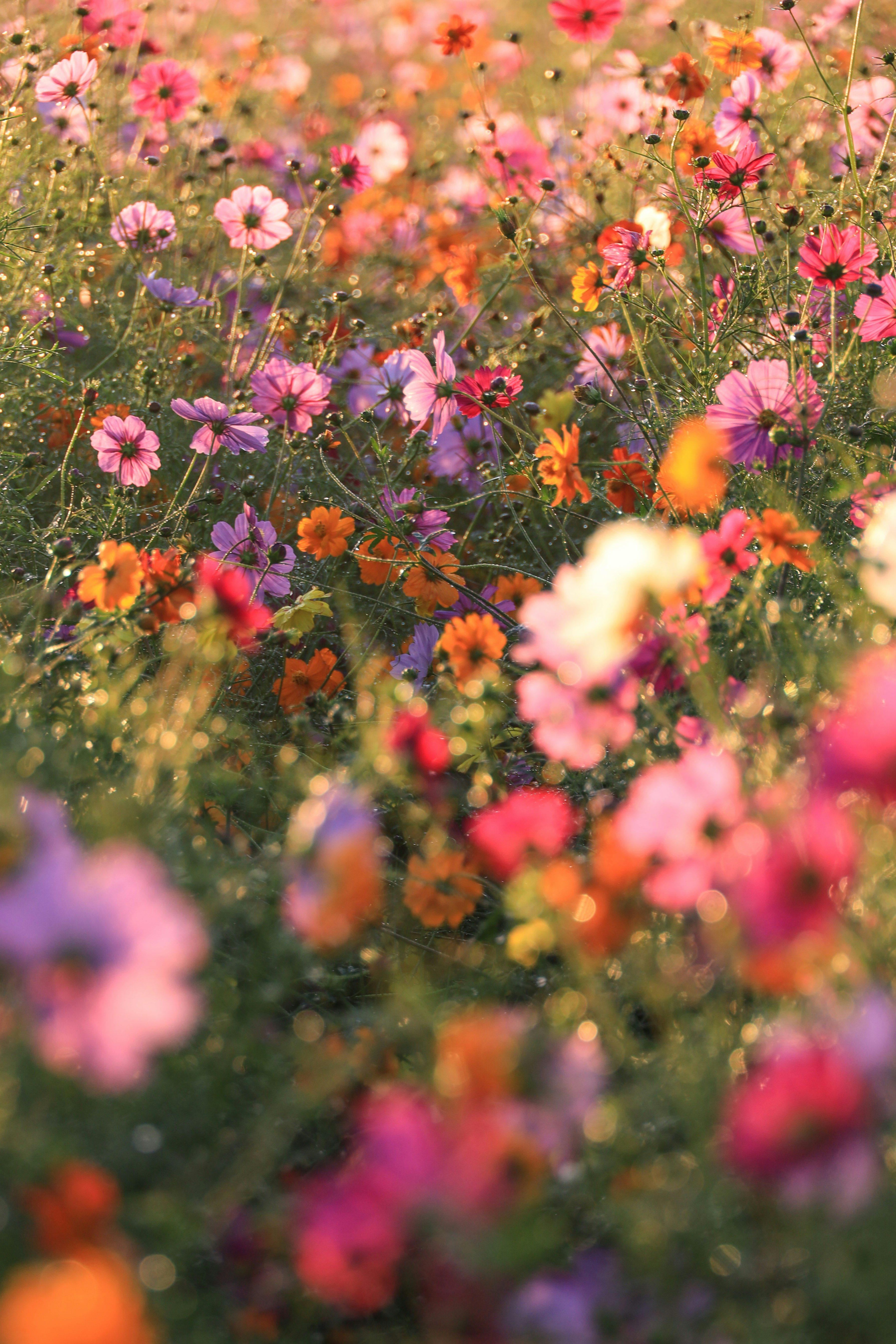 朝露に濡れたコスモスの花畑のきらめき