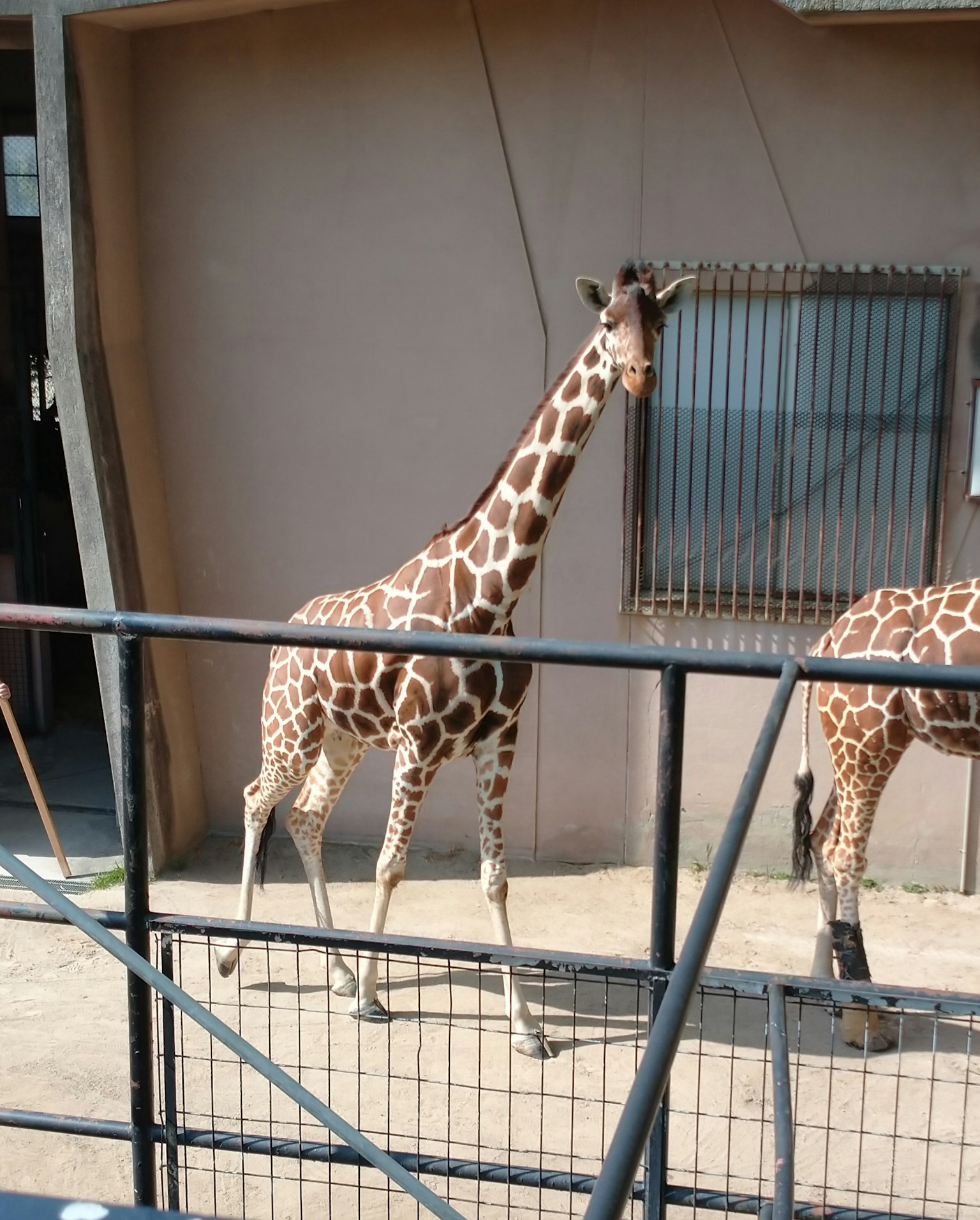 Una giraffa che cammina in un parco safari con una finestra visibile sullo sfondo