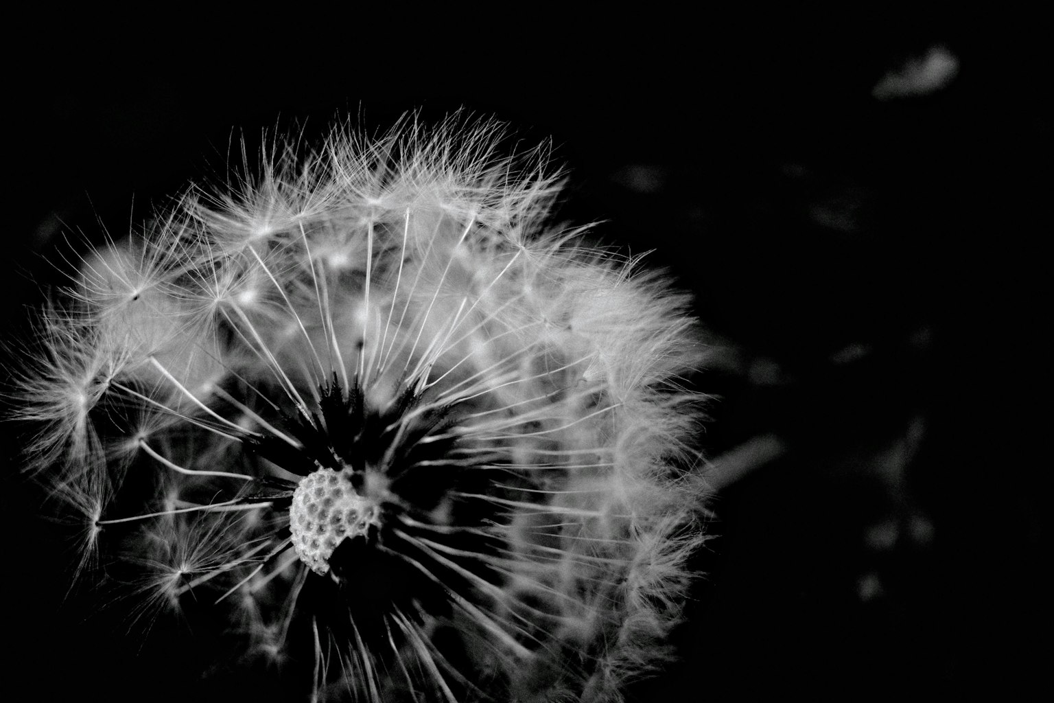Gros plan d'un pissenlit en noir et blanc sur fond sombre