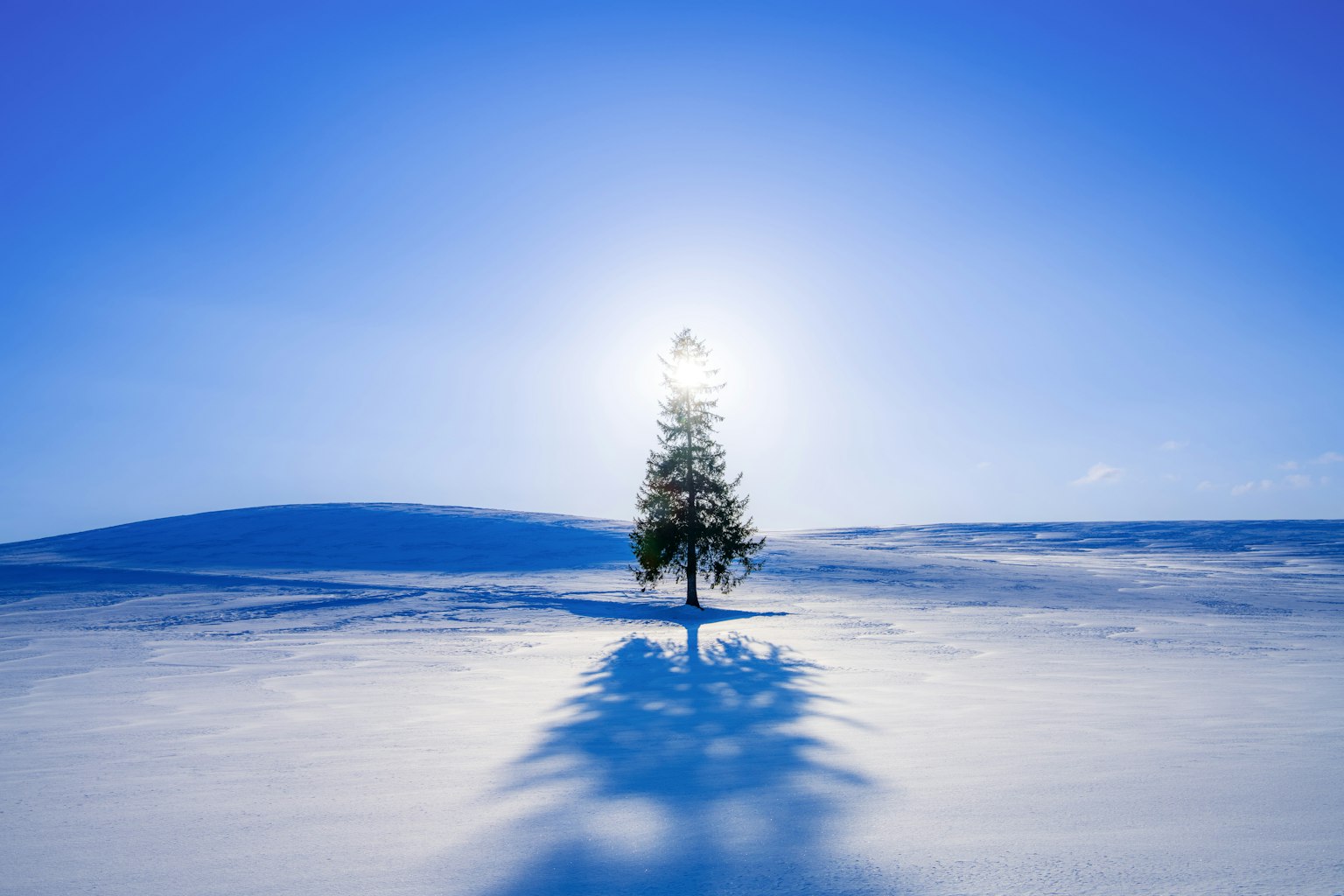 A single tree standing in a snowy landscape under a blue sky