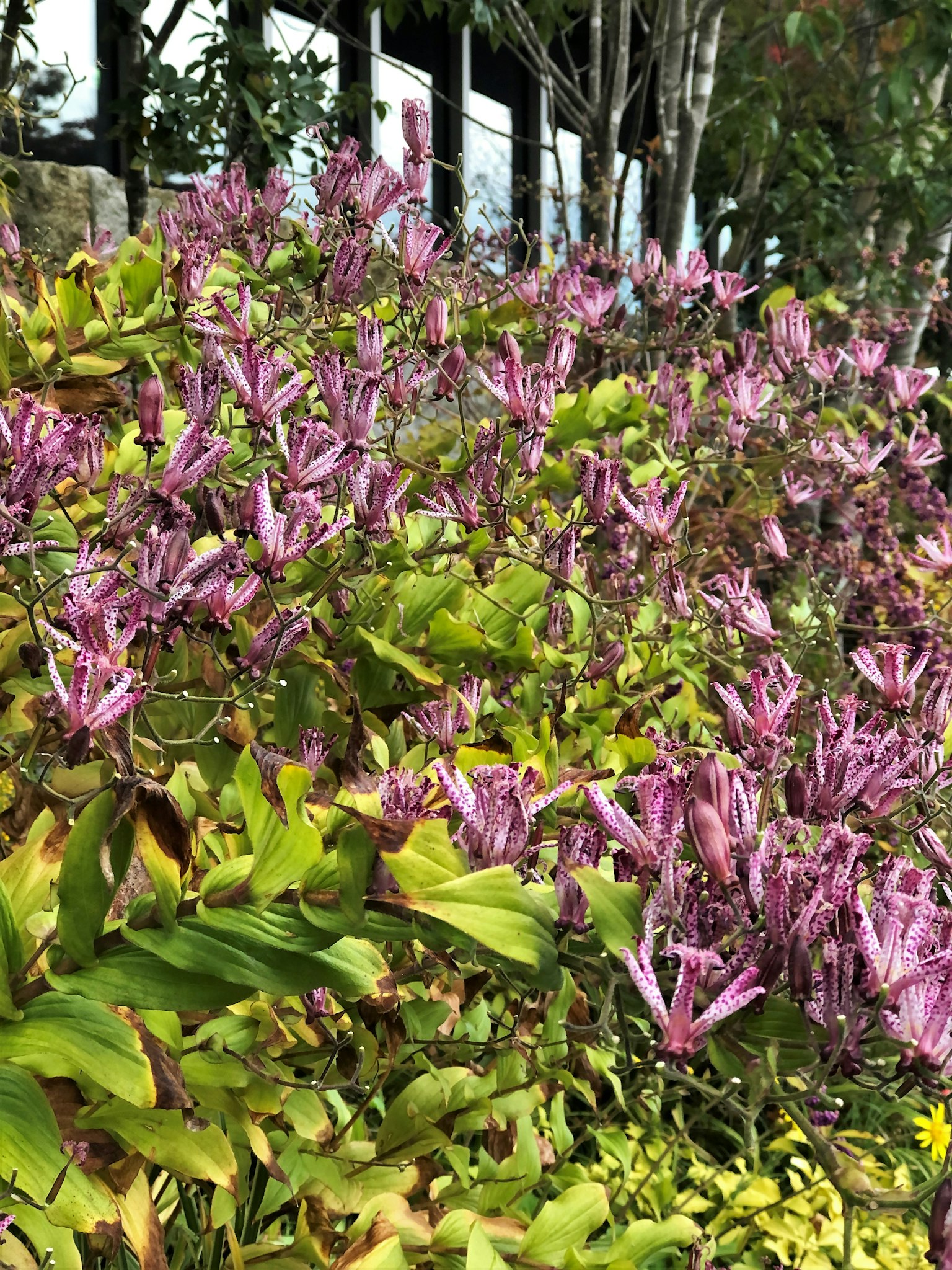 Plantes fleuries vibrantes dans un cadre verdoyant